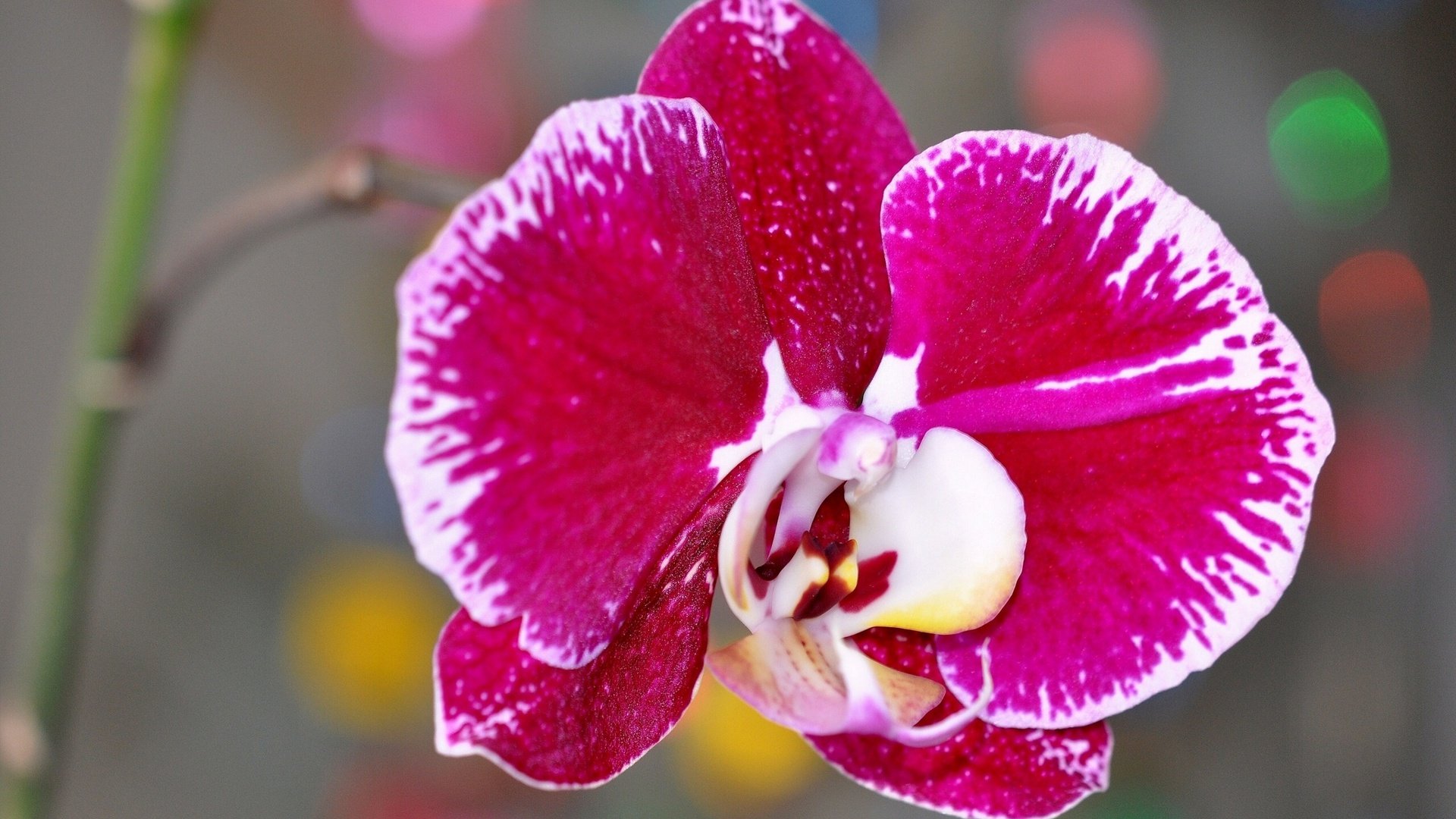 flower, Nature, Plant, Beautiful, Colorful, Flowers Wallpaper