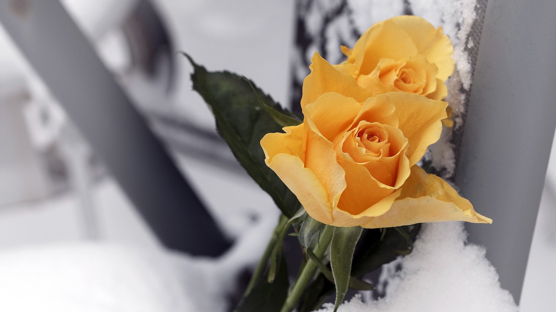 flower, Nature, Plant, Beautiful, Colorful, Flowers Wallpaper