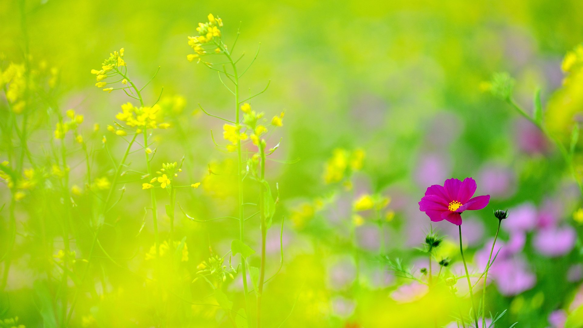 flower, Nature, Plant, Beautiful, Colorful, Flowers Wallpaper