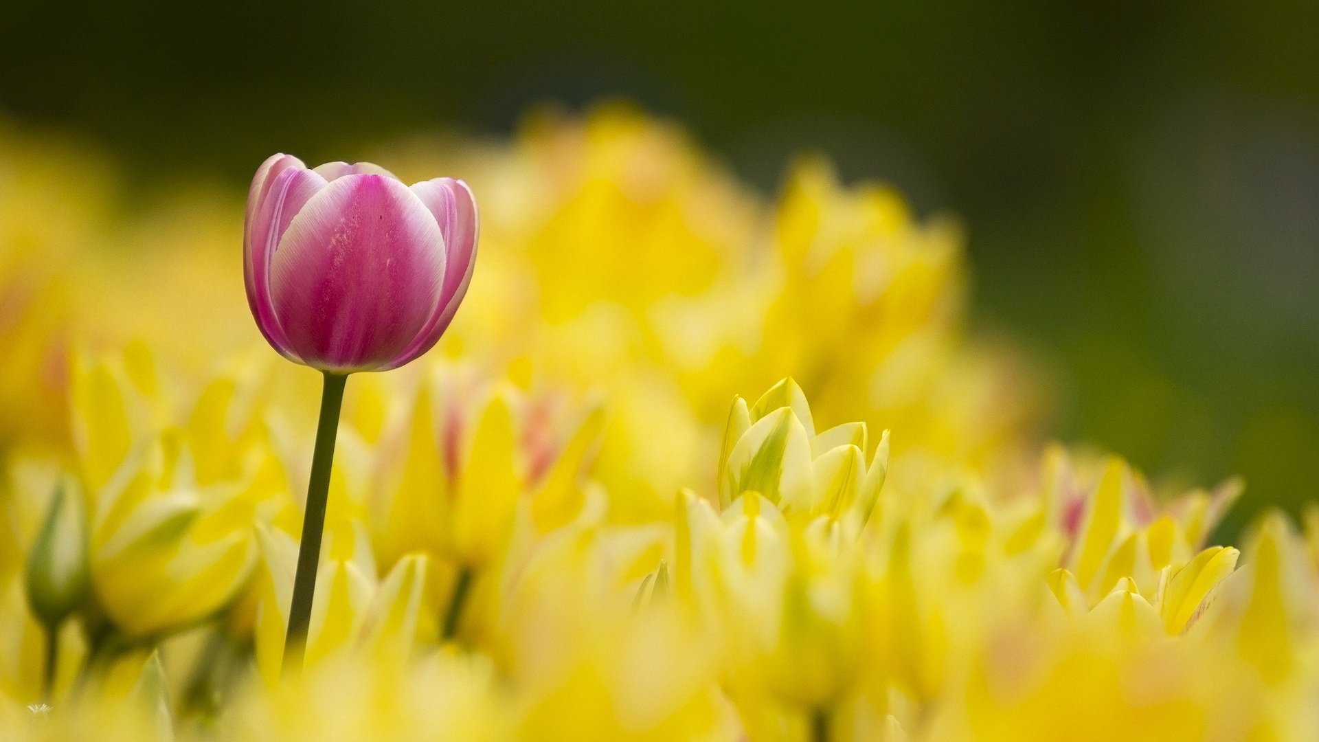 10 Perfect desktop wallpaper flowers natural You Can Use It Without A ...