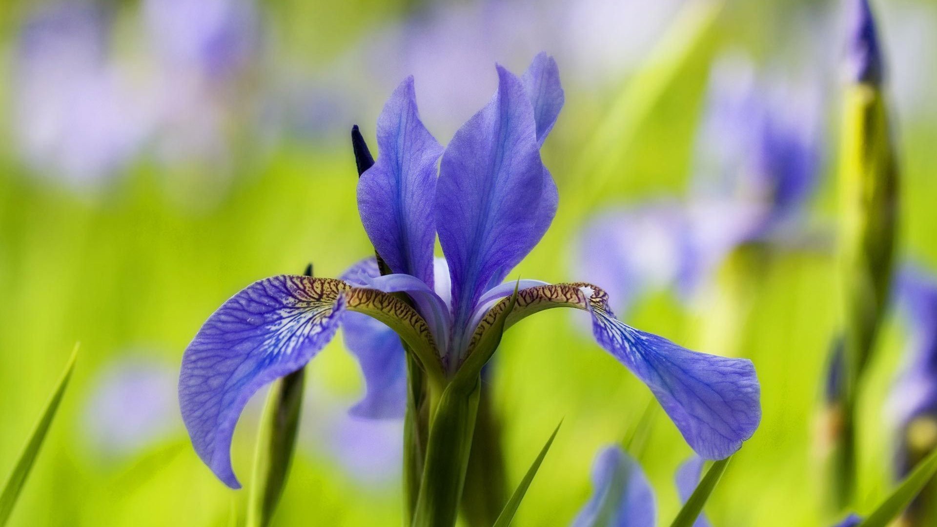 flower, Nature, Plant, Beautiful, Colorful, Flowers Wallpaper