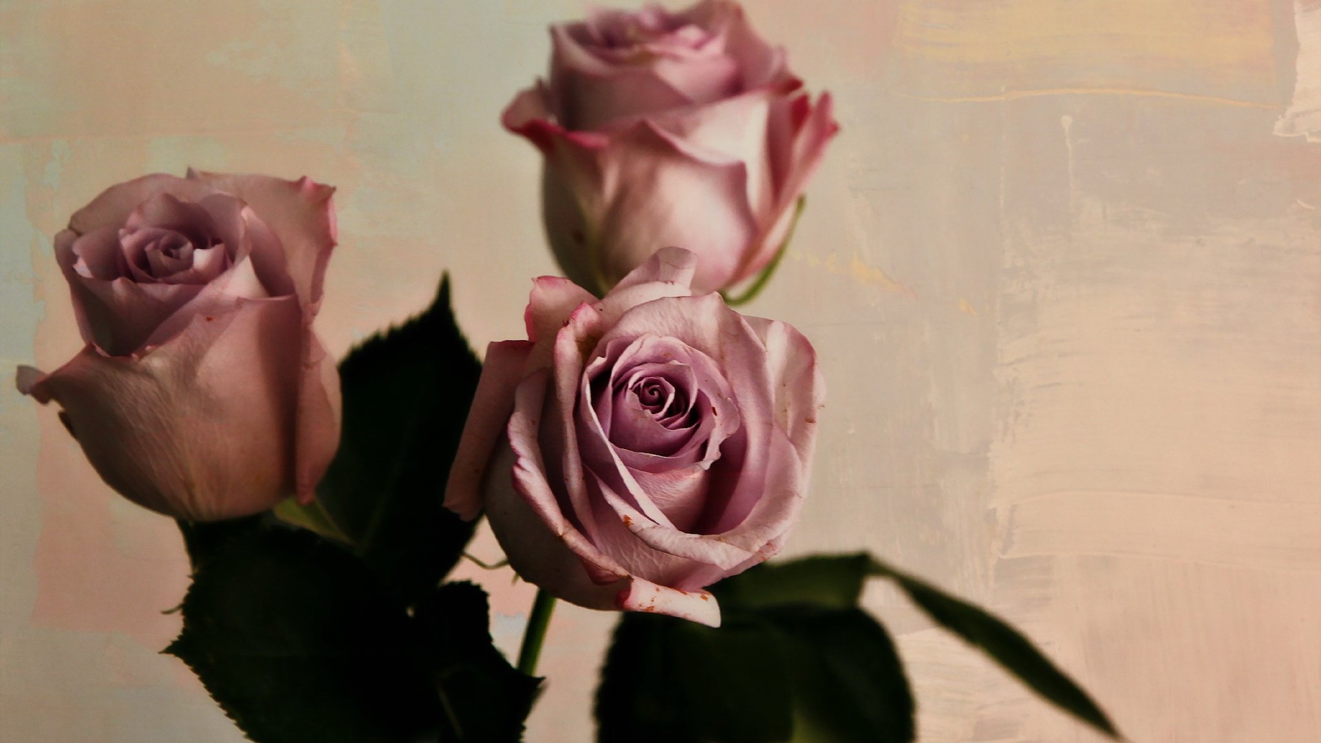 flower, Nature, Plant, Beautiful, Colorful, Flowers Wallpaper