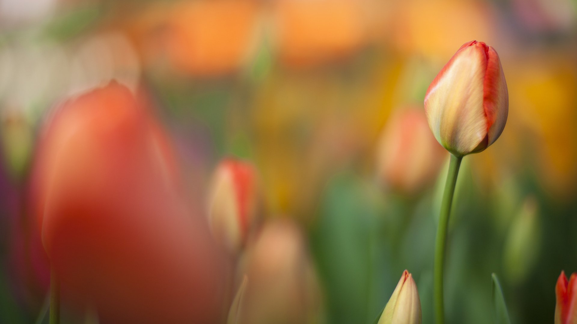 flower, Nature, Plant, Beautiful, Colorful, Flowers Wallpaper