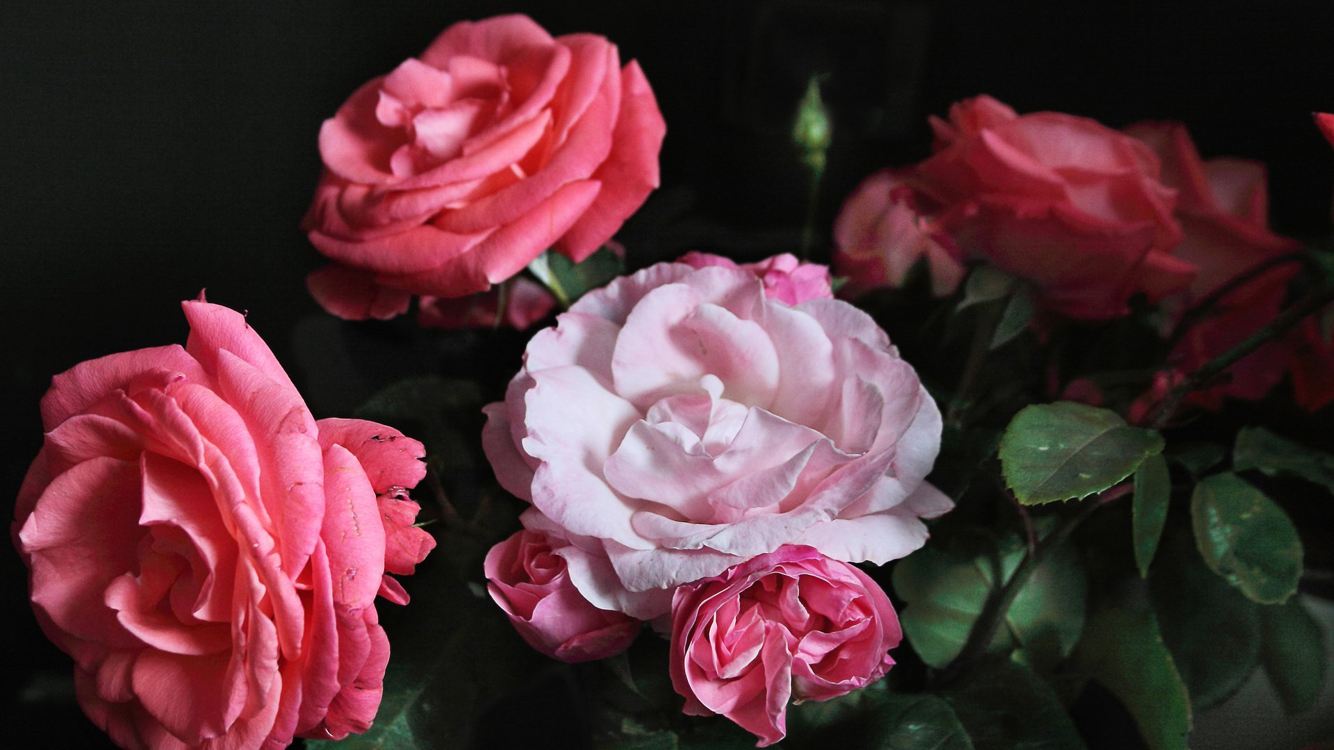 flower, Nature, Plant, Beautiful, Colorful, Flowers Wallpaper