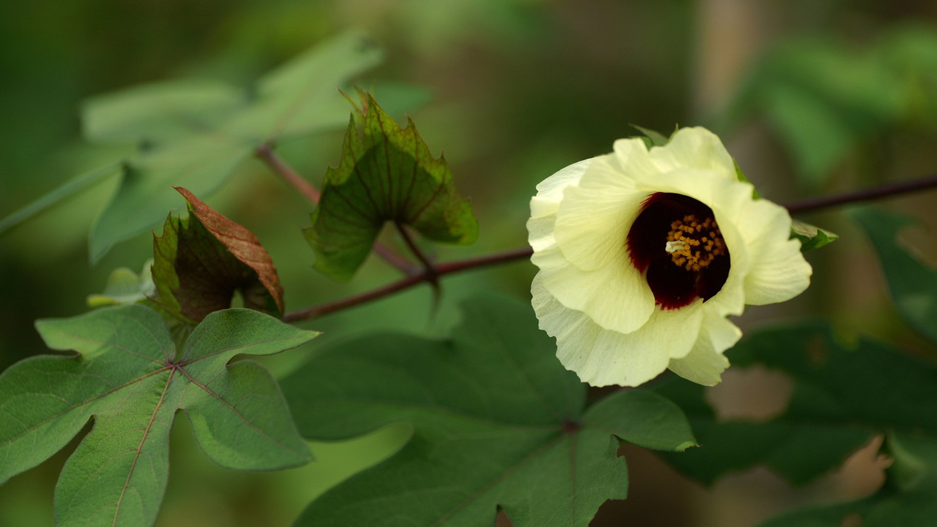 flower, Nature, Plant, Beautiful, Colorful, Flowers Wallpaper