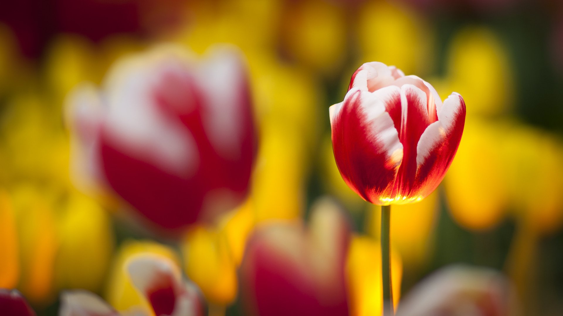 flower, Nature, Plant, Beautiful, Colorful, Flowers Wallpaper