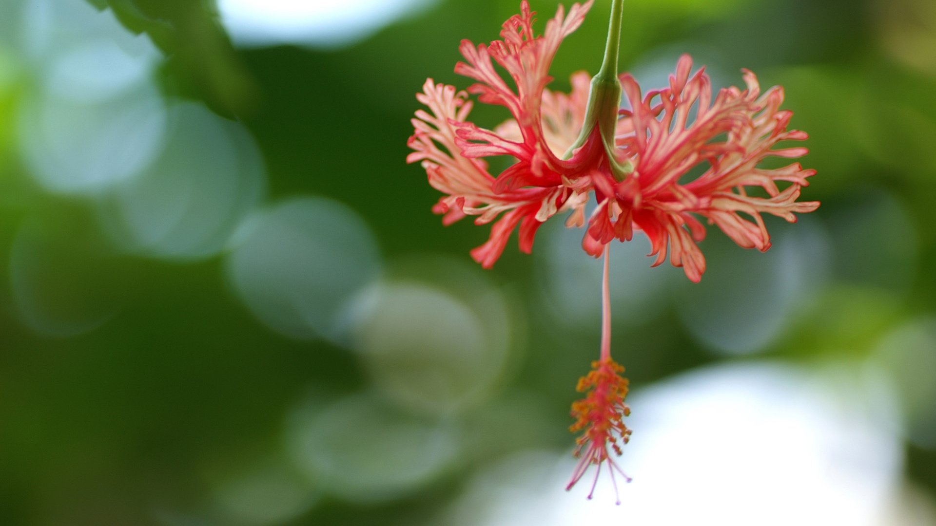 flower, Nature, Plant, Beautiful, Colorful, Flowers Wallpaper