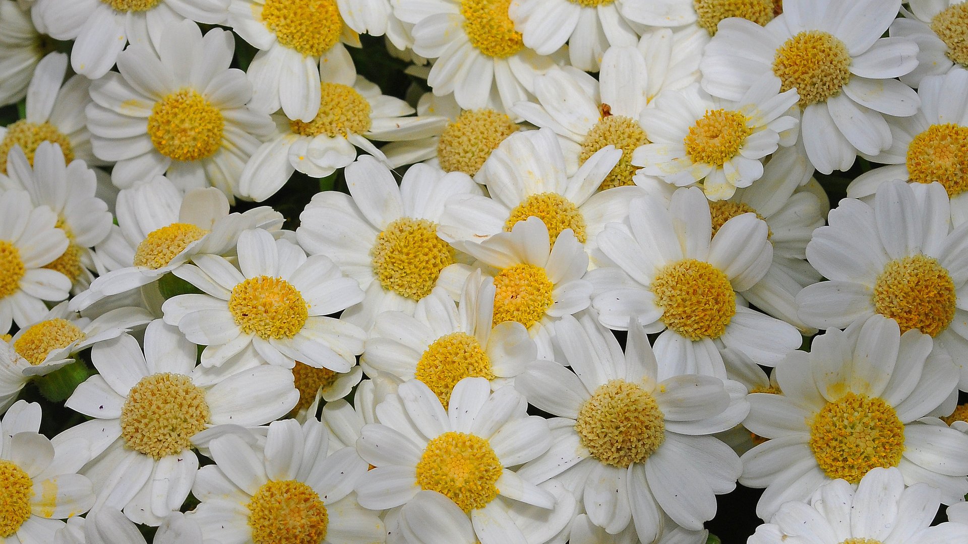 flower, Nature, Plant, Beautiful, Colorful, Flowers Wallpaper