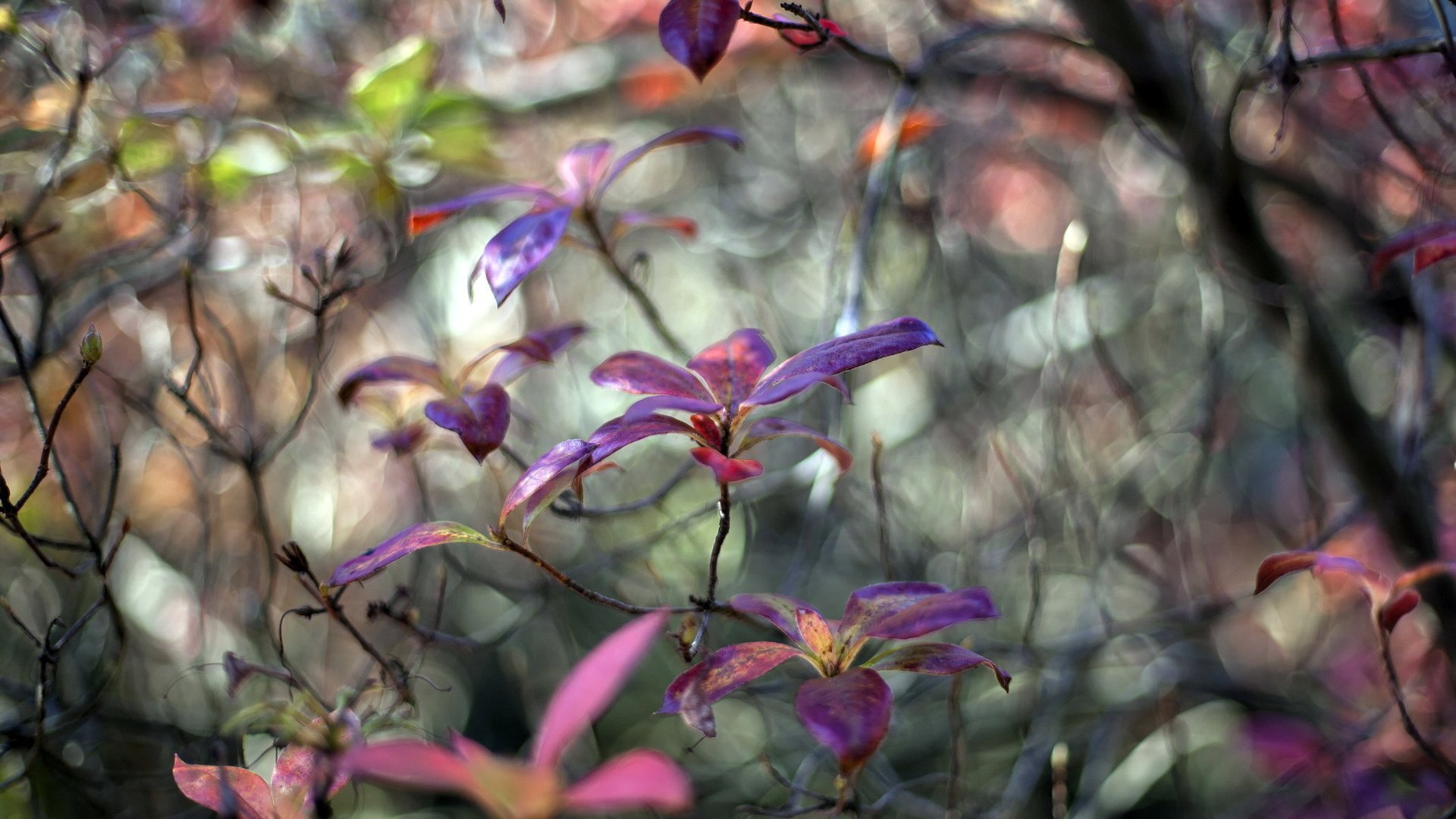 flower, Nature, Plant, Beautiful, Colorful, Flowers Wallpaper