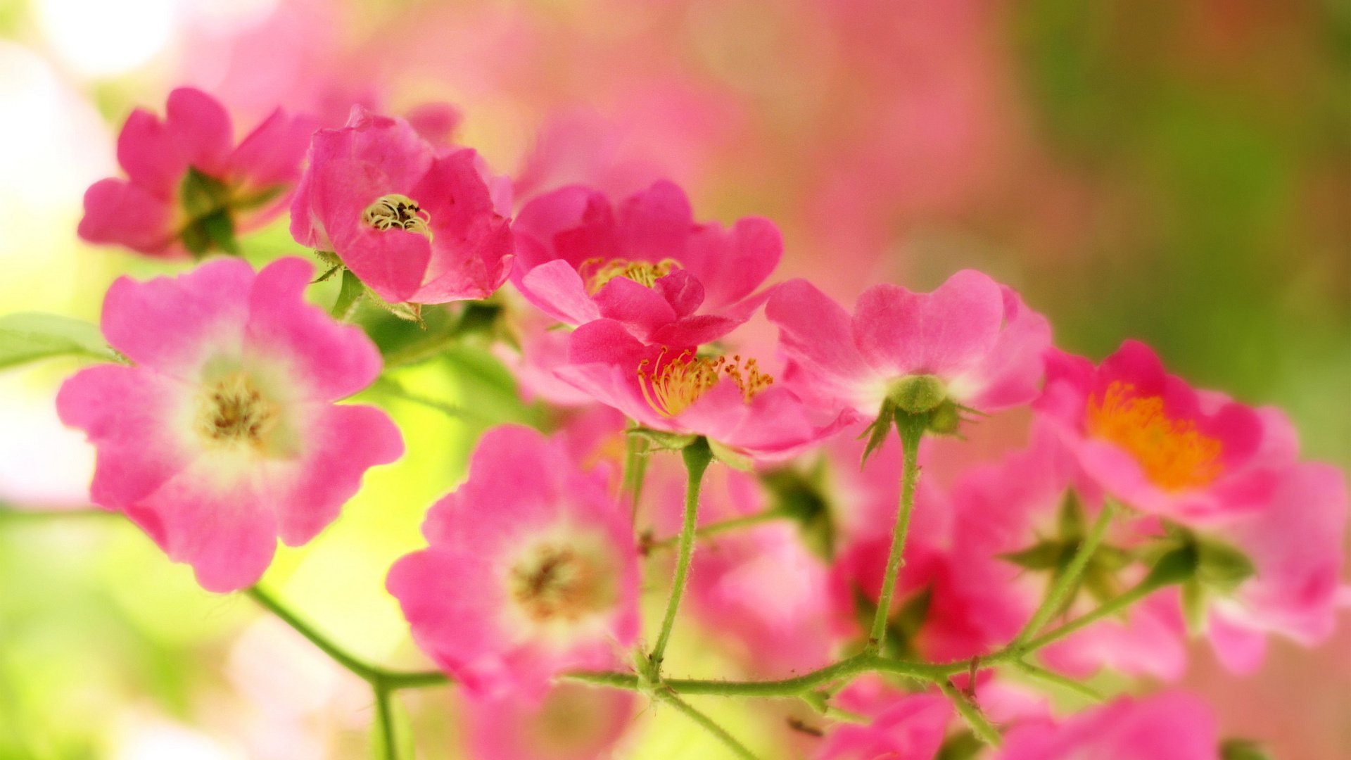 flower, Nature, Plant, Beautiful, Colorful, Flowers Wallpaper