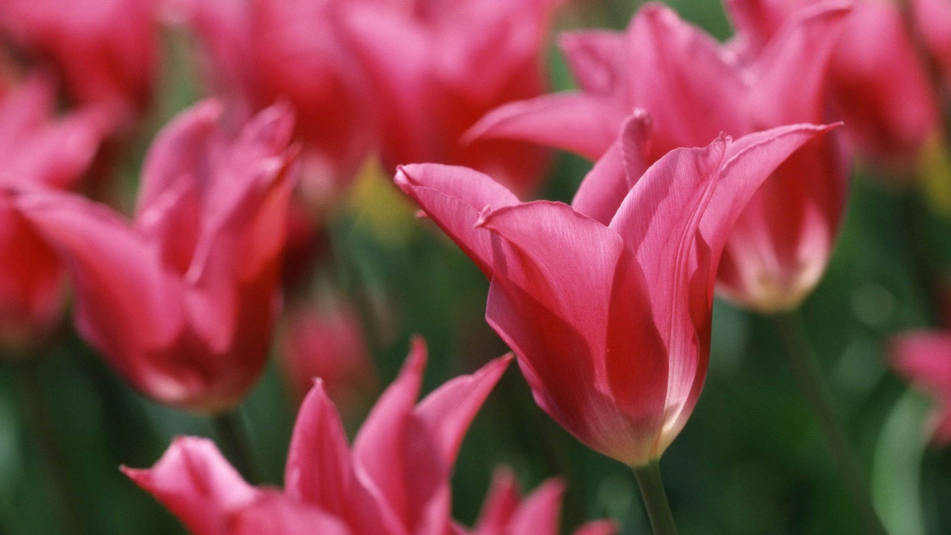 flower, Nature, Plant, Beautiful, Colorful, Flowers Wallpaper