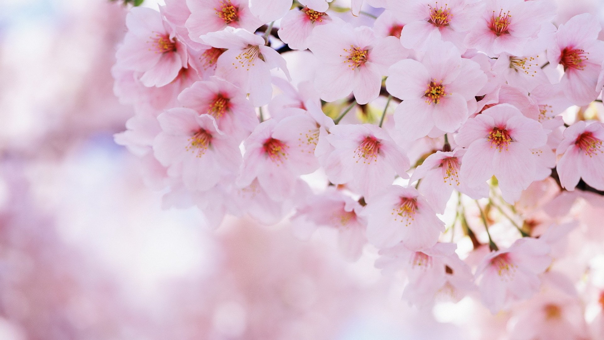 flower, Nature, Plant, Beautiful, Colorful, Flowers Wallpaper