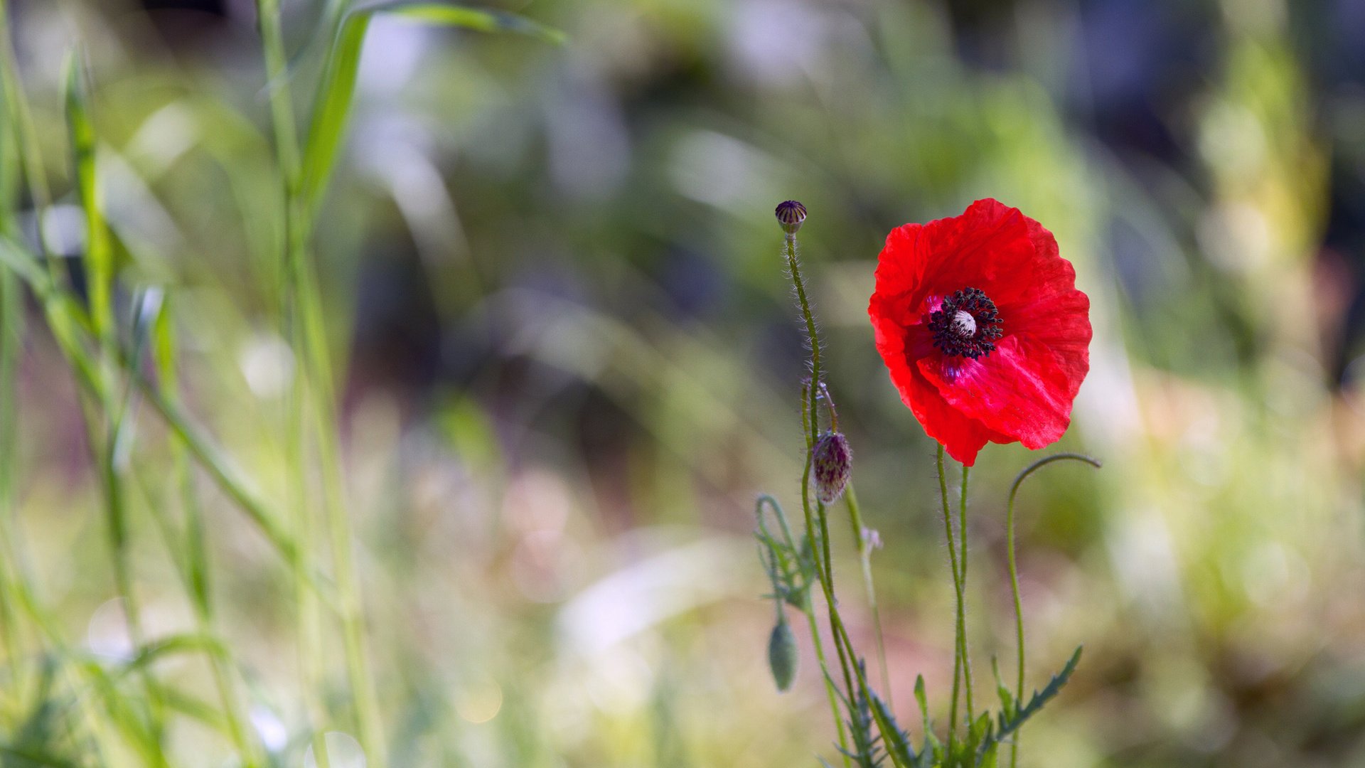 flower, Nature, Plant, Beautiful, Colorful, Flowers Wallpaper