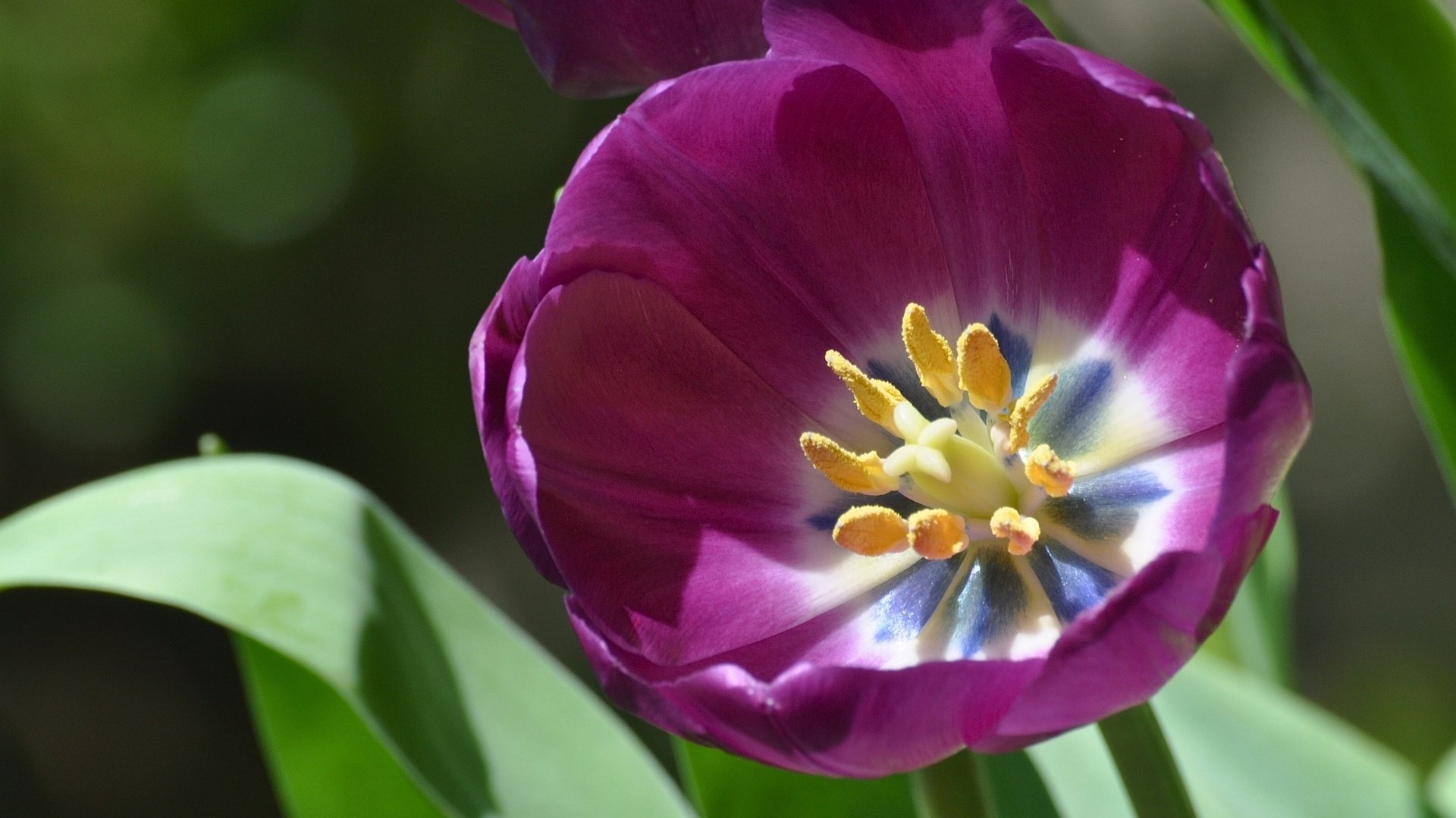 flower, Nature, Plant, Beautiful, Colorful, Flowers Wallpaper