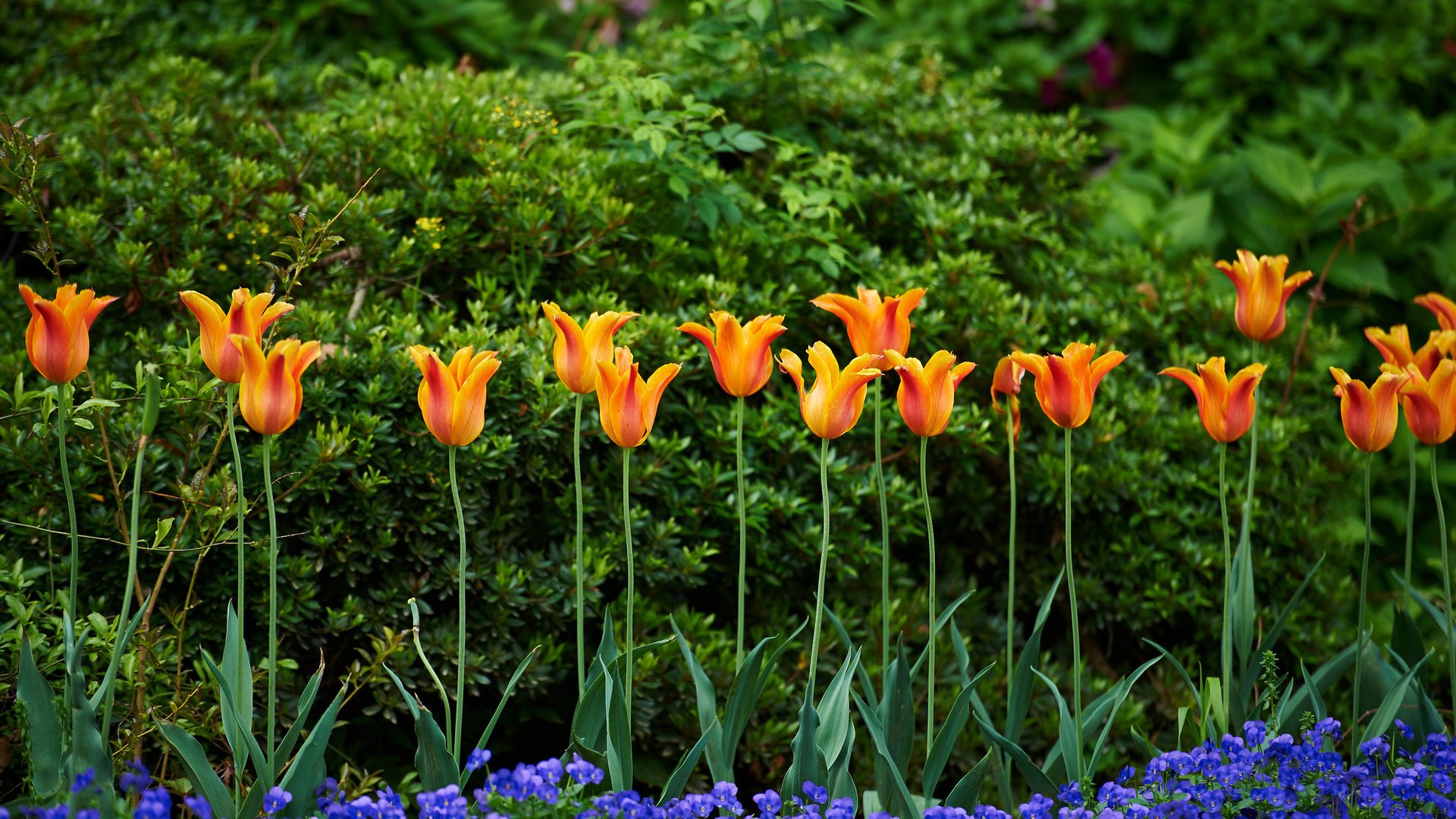 flower, Nature, Plant, Beautiful, Colorful, Flowers Wallpaper