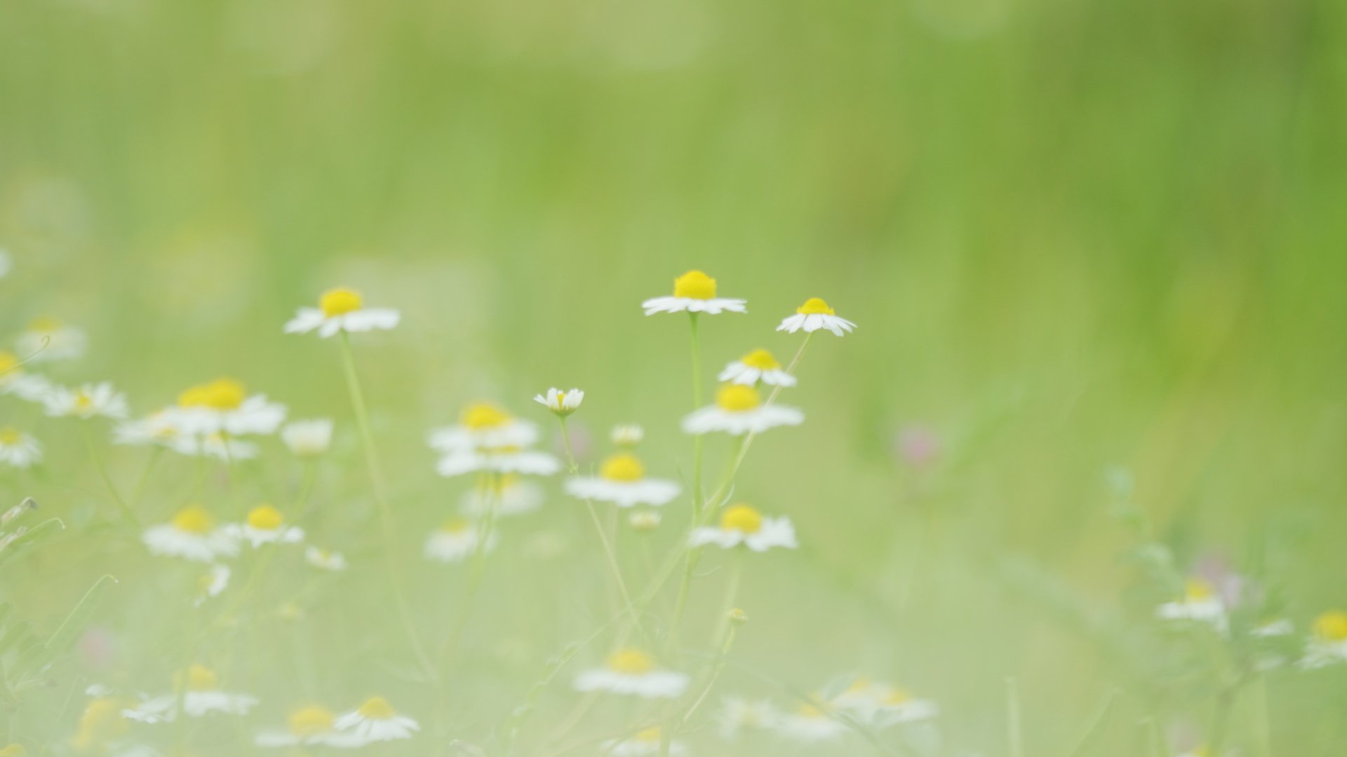 flower, Nature, Plant, Beautiful, Colorful, Flowers Wallpaper