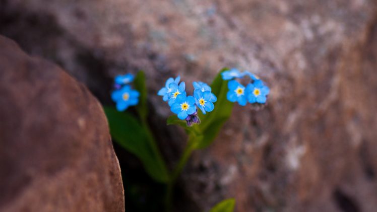 flower, Nature, Plant, Beautiful, Colorful, Flowers HD Wallpaper Desktop Background