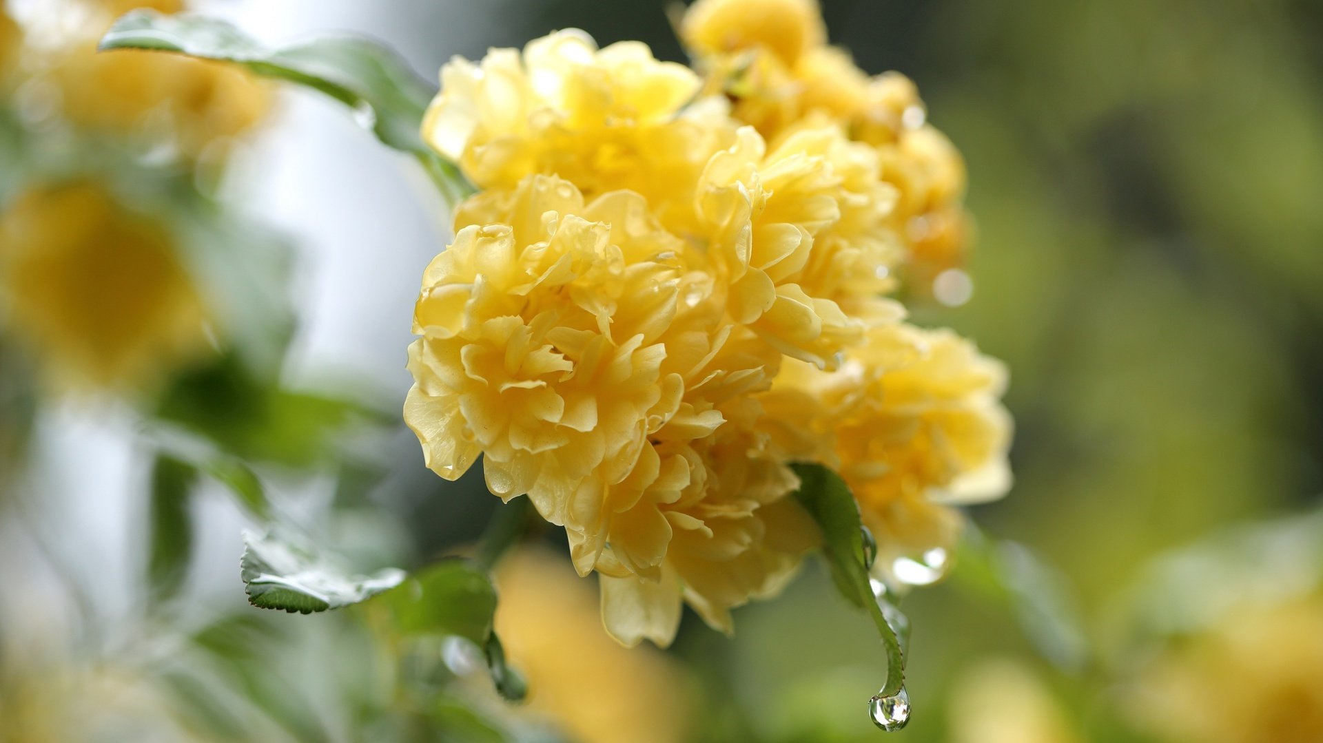 flower, Nature, Plant, Beautiful, Colorful, Flowers Wallpaper