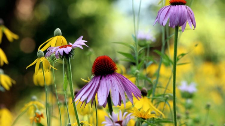 flower, Nature, Plant, Beautiful, Colorful, Flowers HD Wallpaper Desktop Background