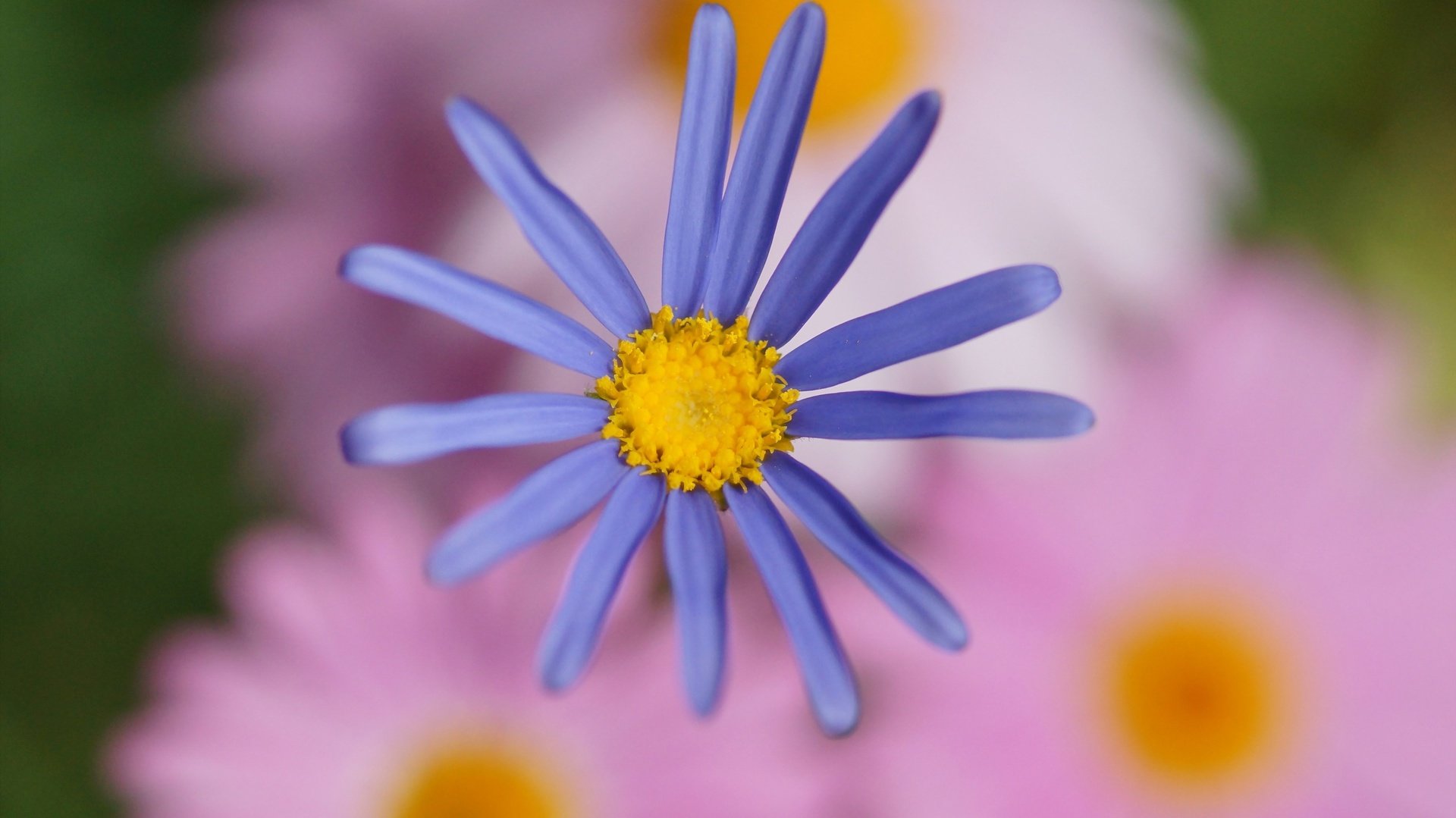 flower, Nature, Plant, Beautiful, Colorful, Flowers Wallpaper