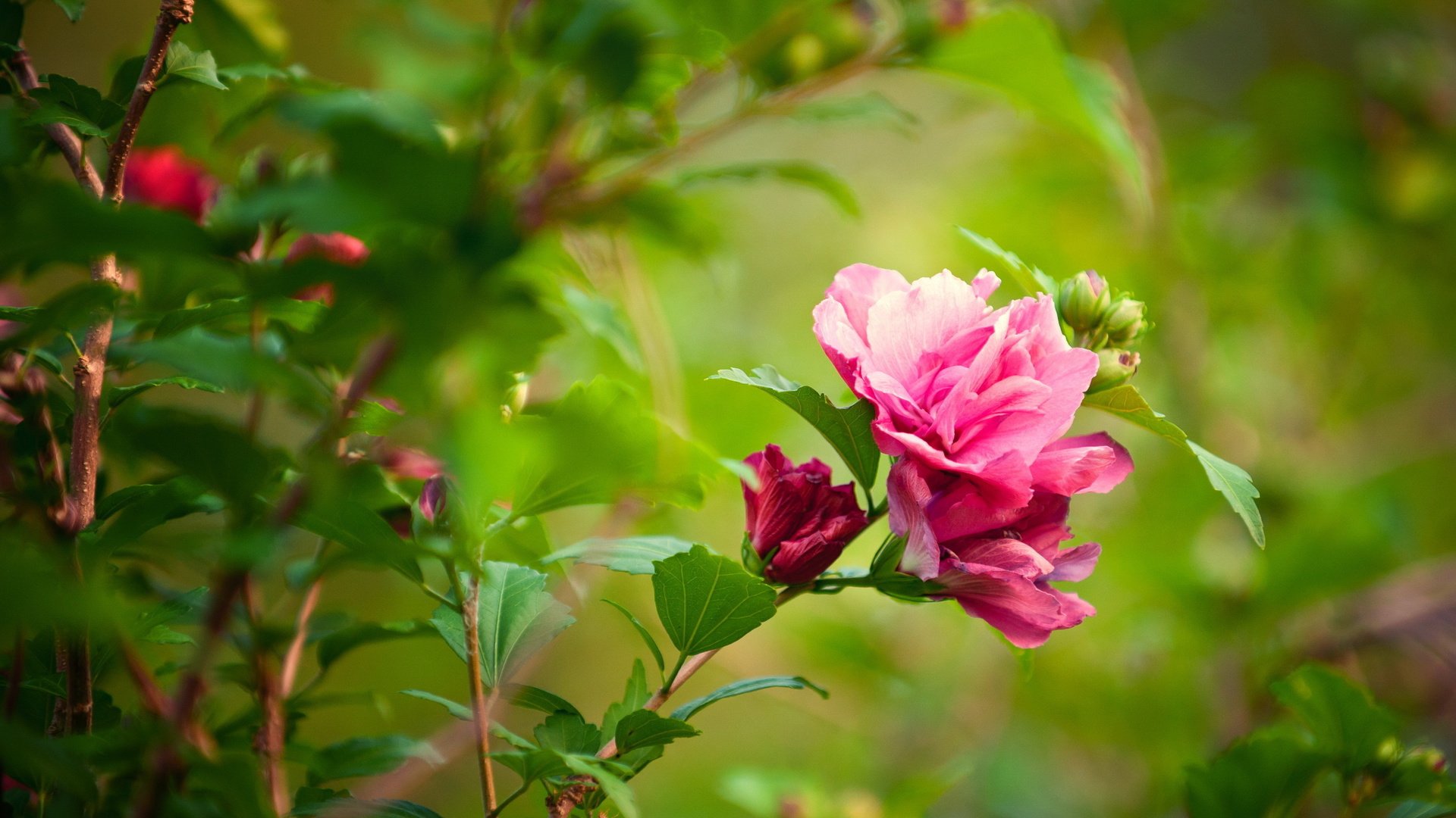 flower, Nature, Plant, Colorful, Beautiful, Flowers Wallpapers HD ...
