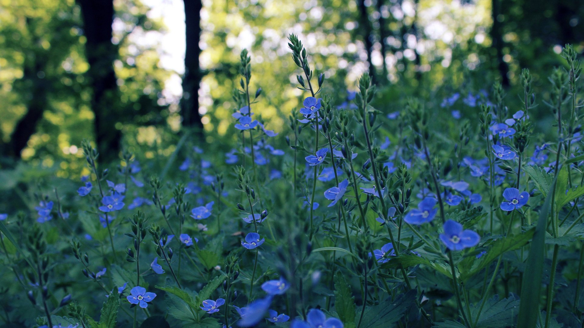 flower, Nature, Plant, Colorful, Beautiful, Flowers Wallpaper