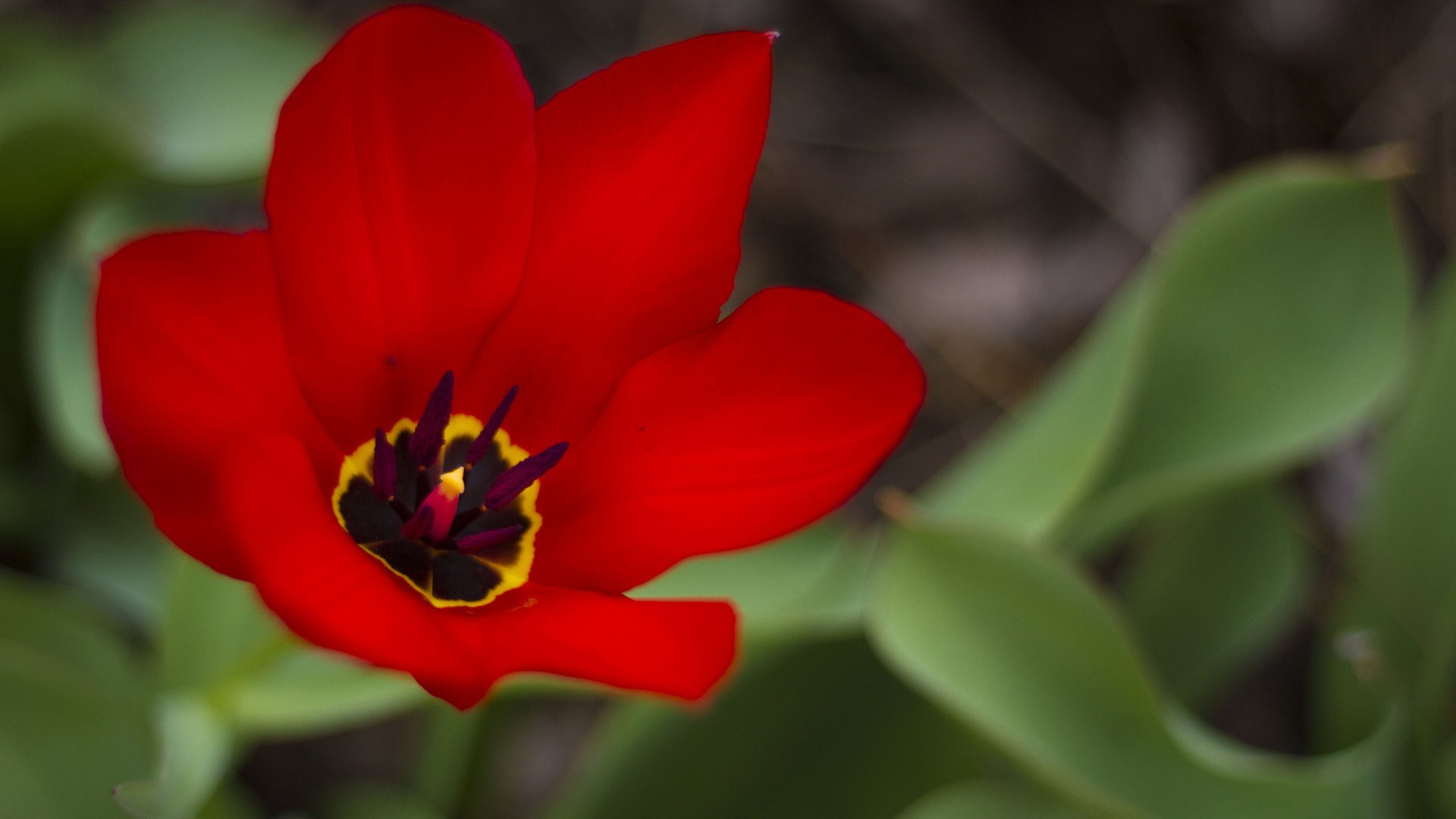 flower, Nature, Plant, Colorful, Beautiful, Flowers Wallpaper