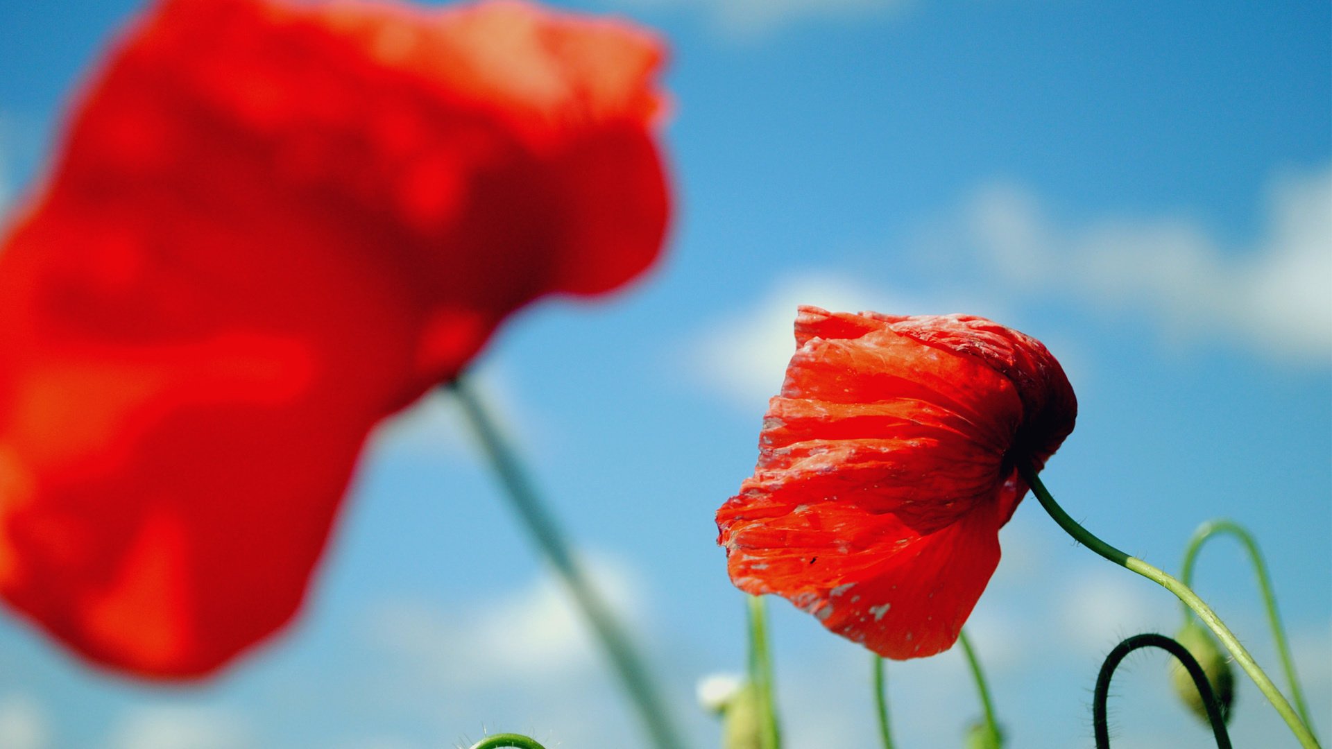 flower, Nature, Plant, Colorful, Beautiful, Flowers Wallpaper