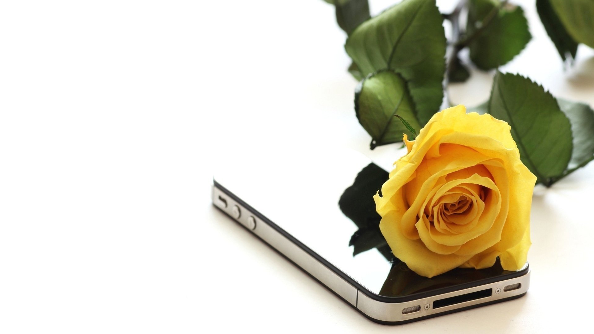 flower, Nature, Plant, Colorful, Beautiful, Flowers Wallpaper