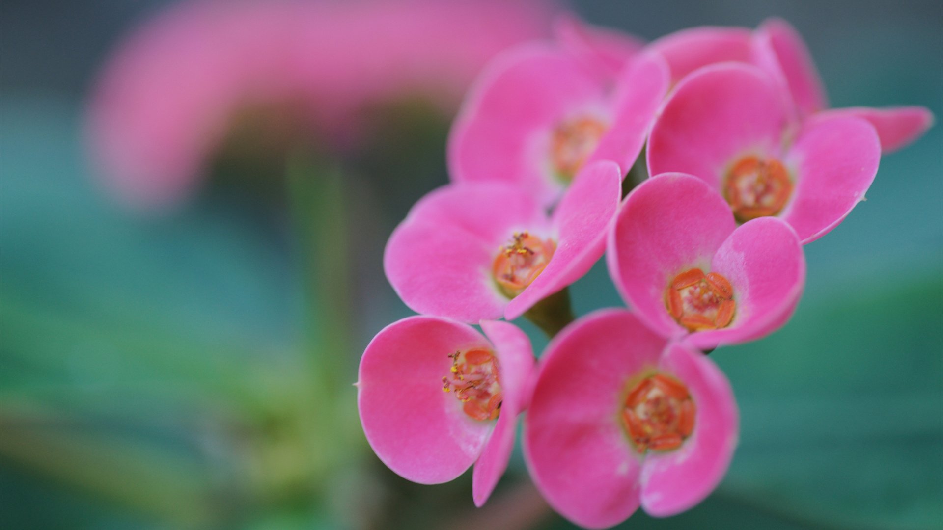 flower, Nature, Plant, Colorful, Beautiful, Flowers Wallpaper