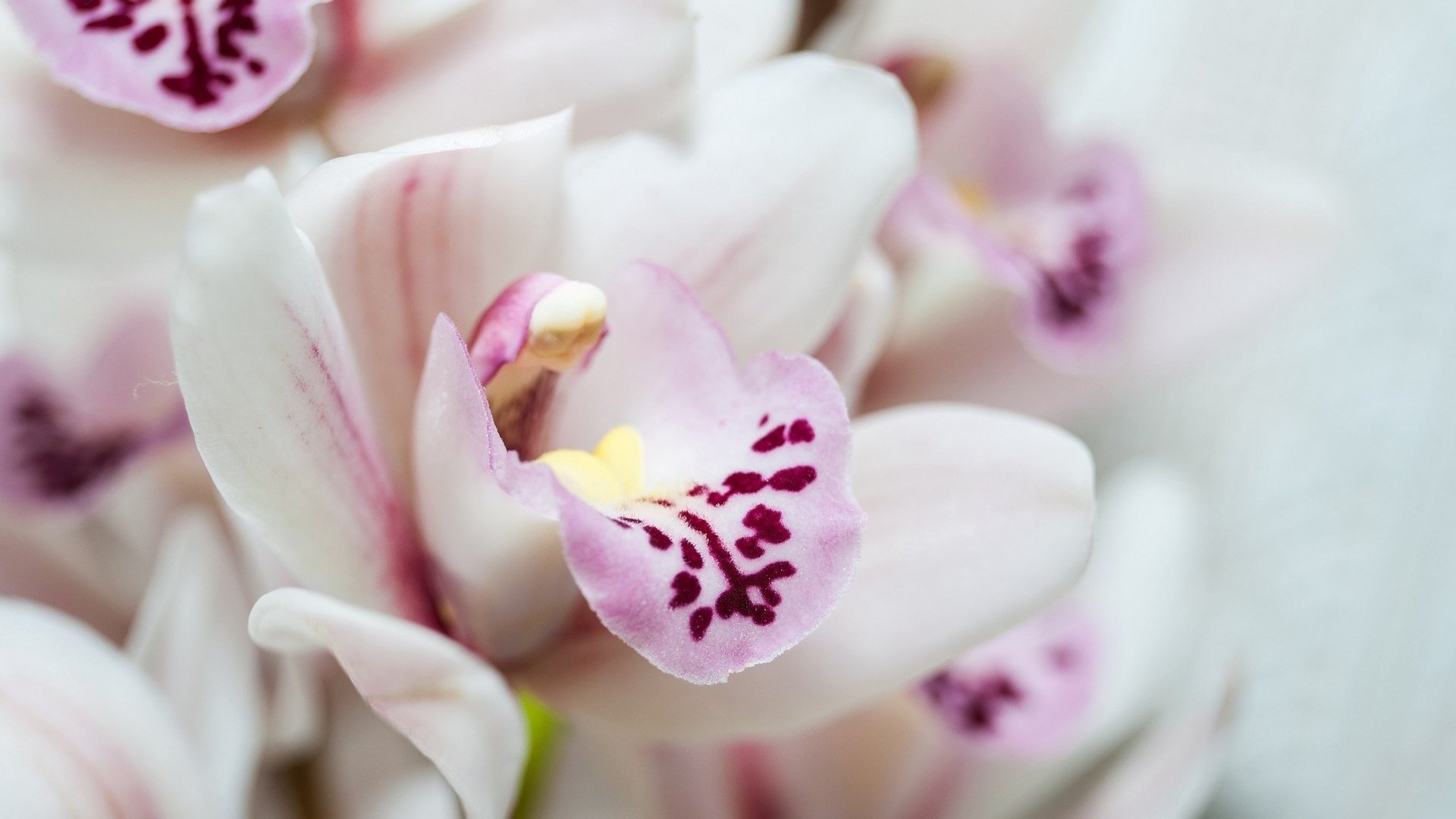 flower, Nature, Plant, Colorful, Beautiful, Flowers Wallpaper