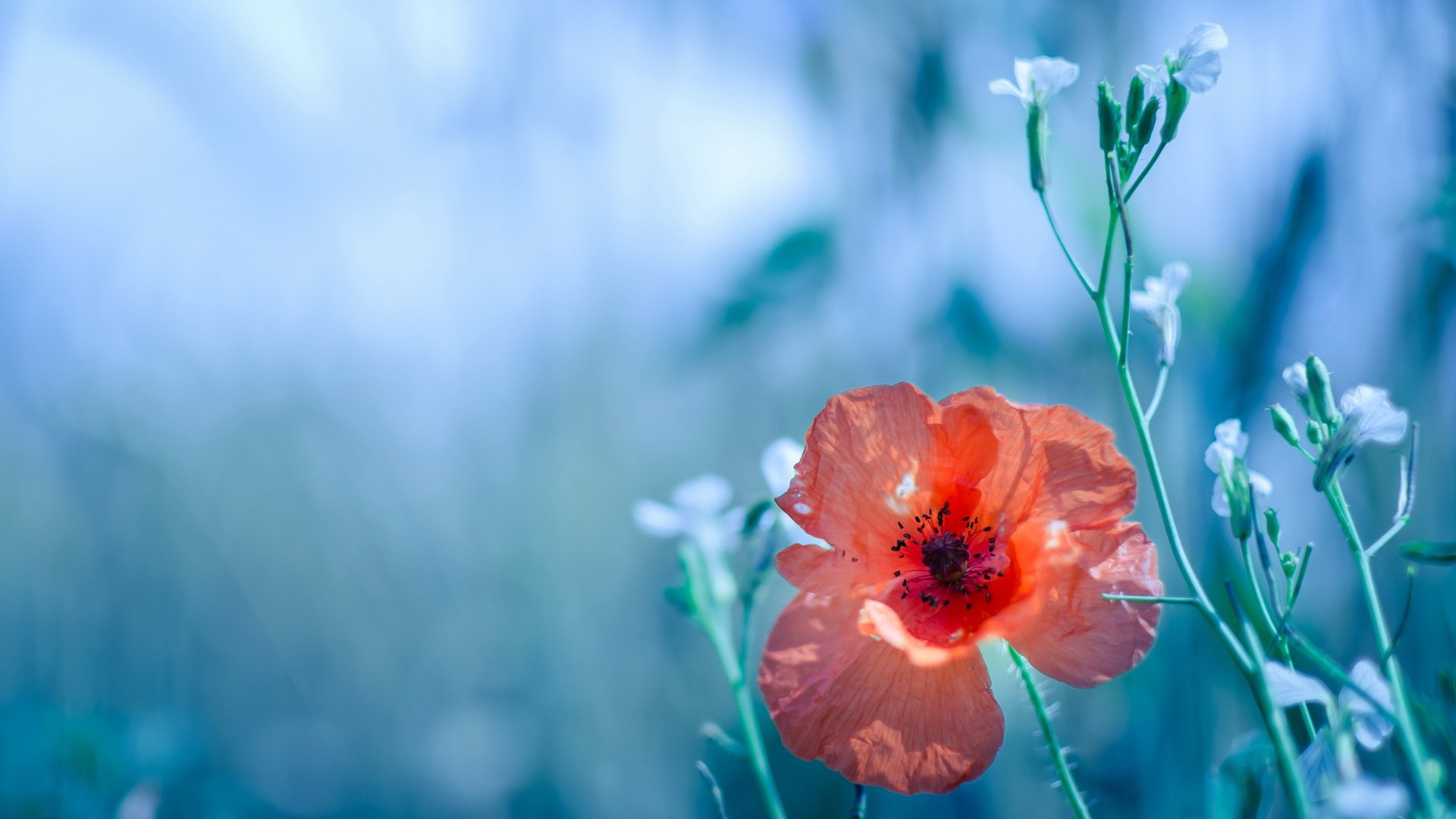 flower, Nature, Plant, Colorful, Beautiful, Flowers Wallpaper