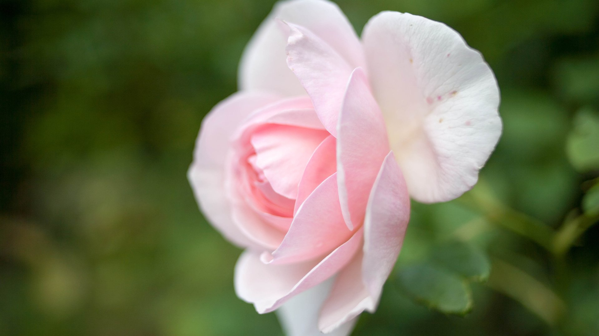 flower, Nature, Plant, Colorful, Beautiful, Flowers Wallpaper