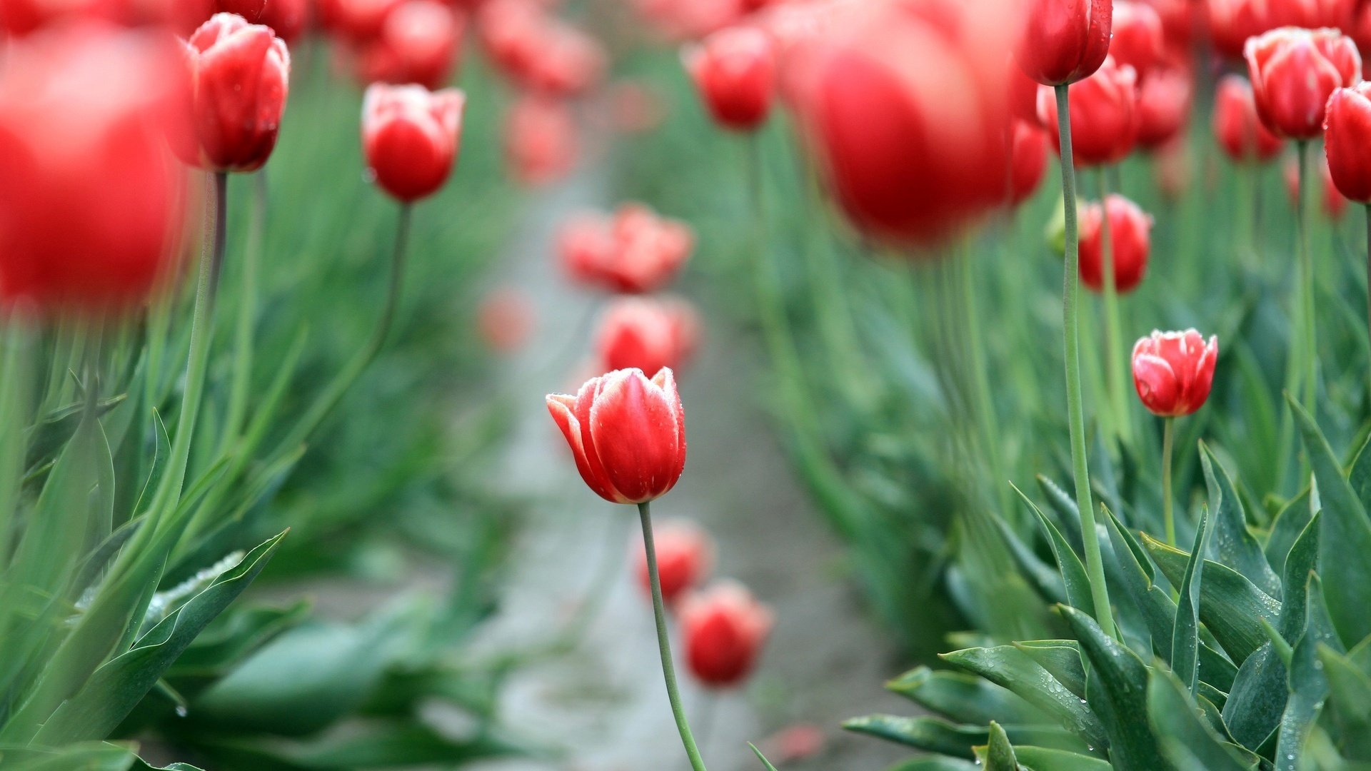 flower, Nature, Plant, Colorful, Beautiful, Flowers Wallpaper