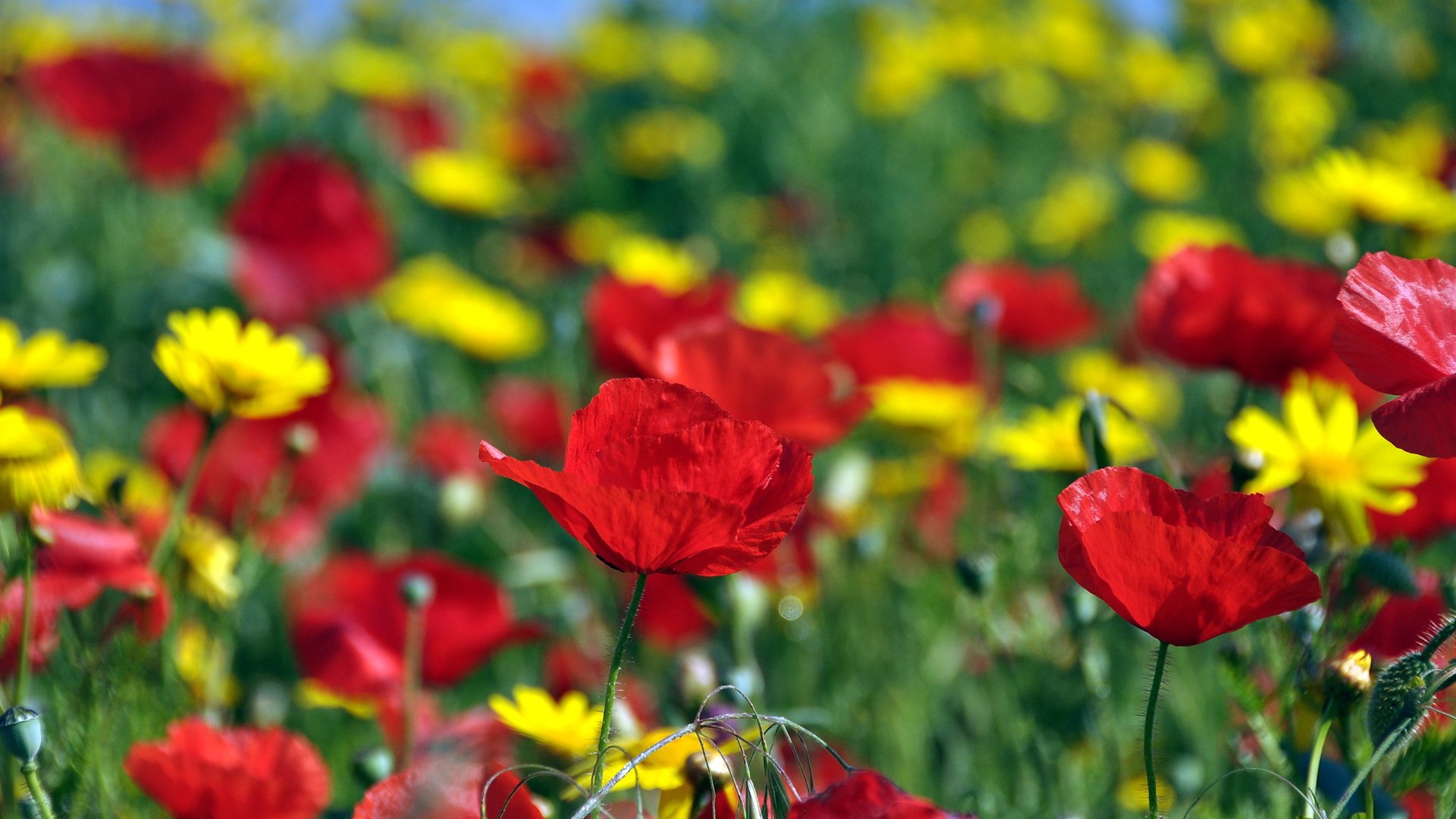 flower, Nature, Plant, Colorful, Beautiful, Flowers Wallpaper