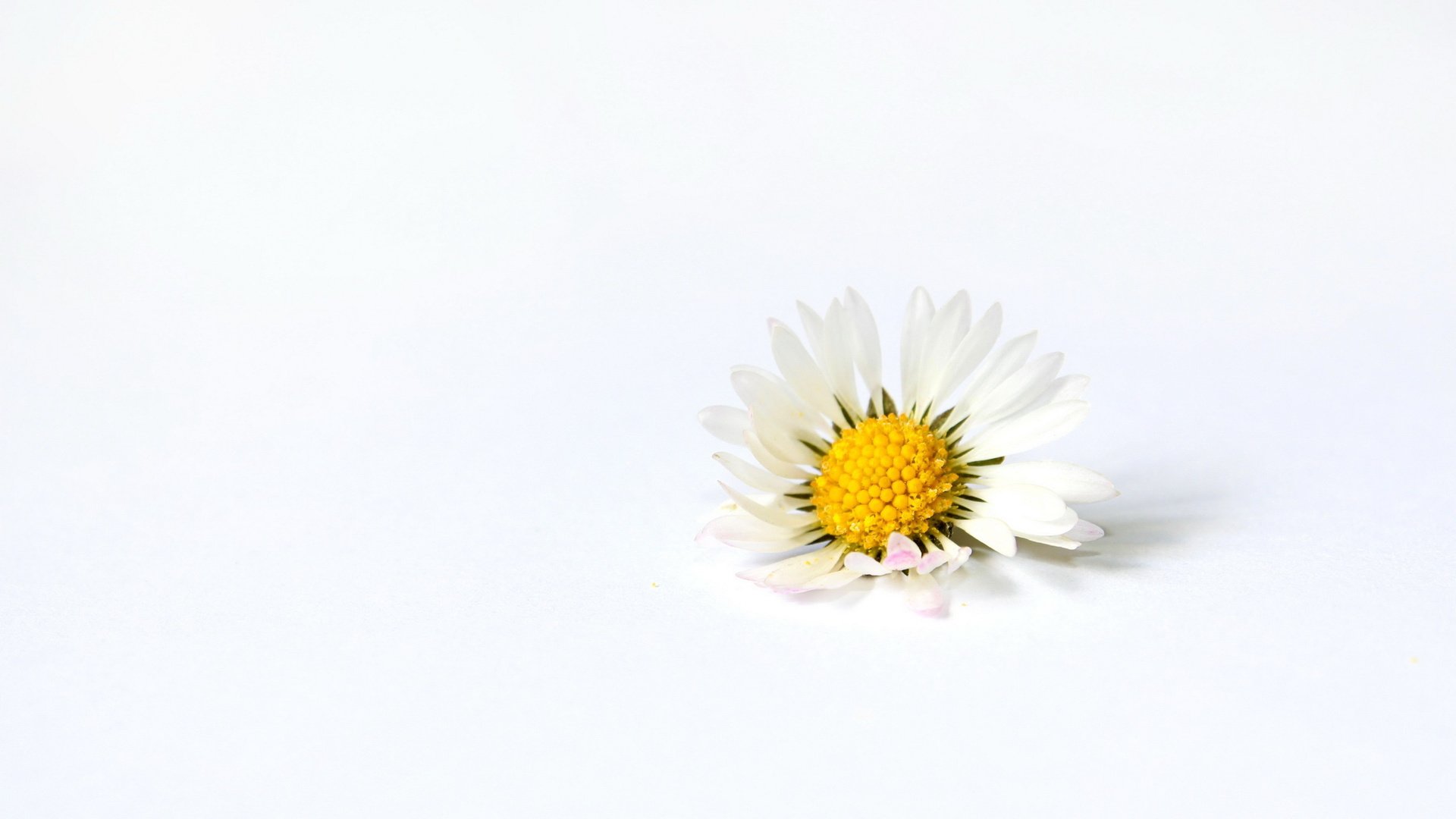 flower, Nature, Plant, Colorful, Beautiful, Flowers Wallpaper