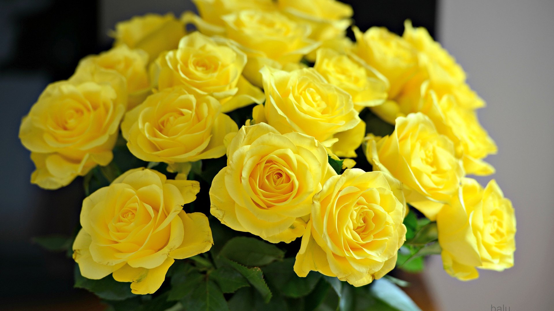 flower, Nature, Plant, Colorful, Beautiful, Flowers Wallpaper