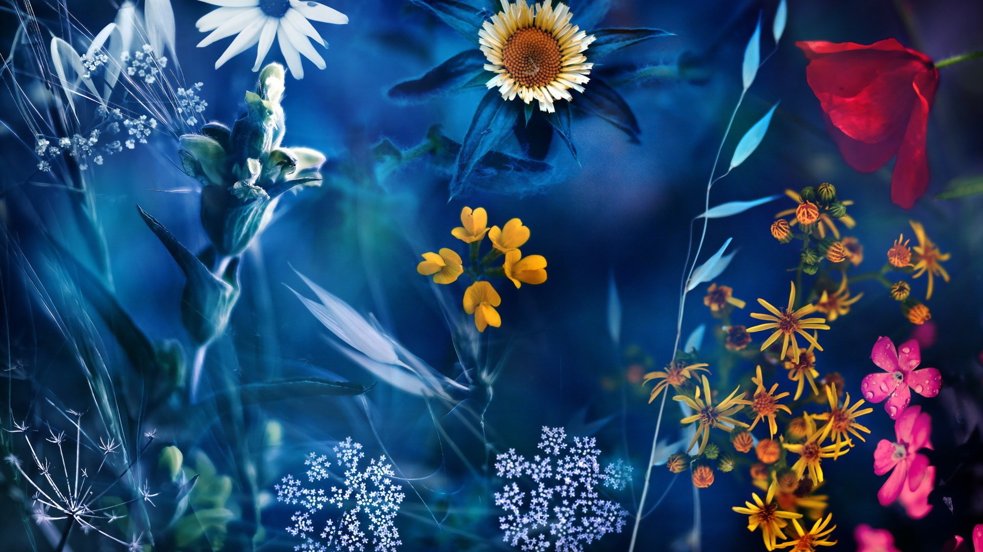 flower, Nature, Plant, Colorful, Beautiful, Flowers Wallpaper