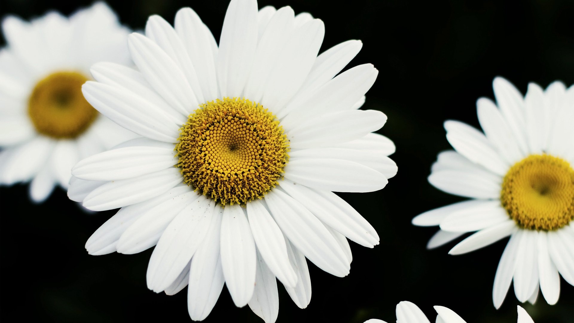 flower, Nature, Plant, Colorful, Beautiful, Flowers Wallpaper