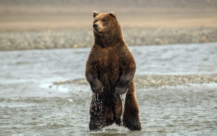bears, Rivers, Drops HD Wallpaper Desktop Background