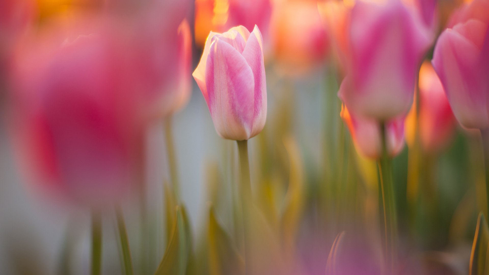 flower, Nature, Plant, Colorful, Beautiful, Flowers Wallpaper