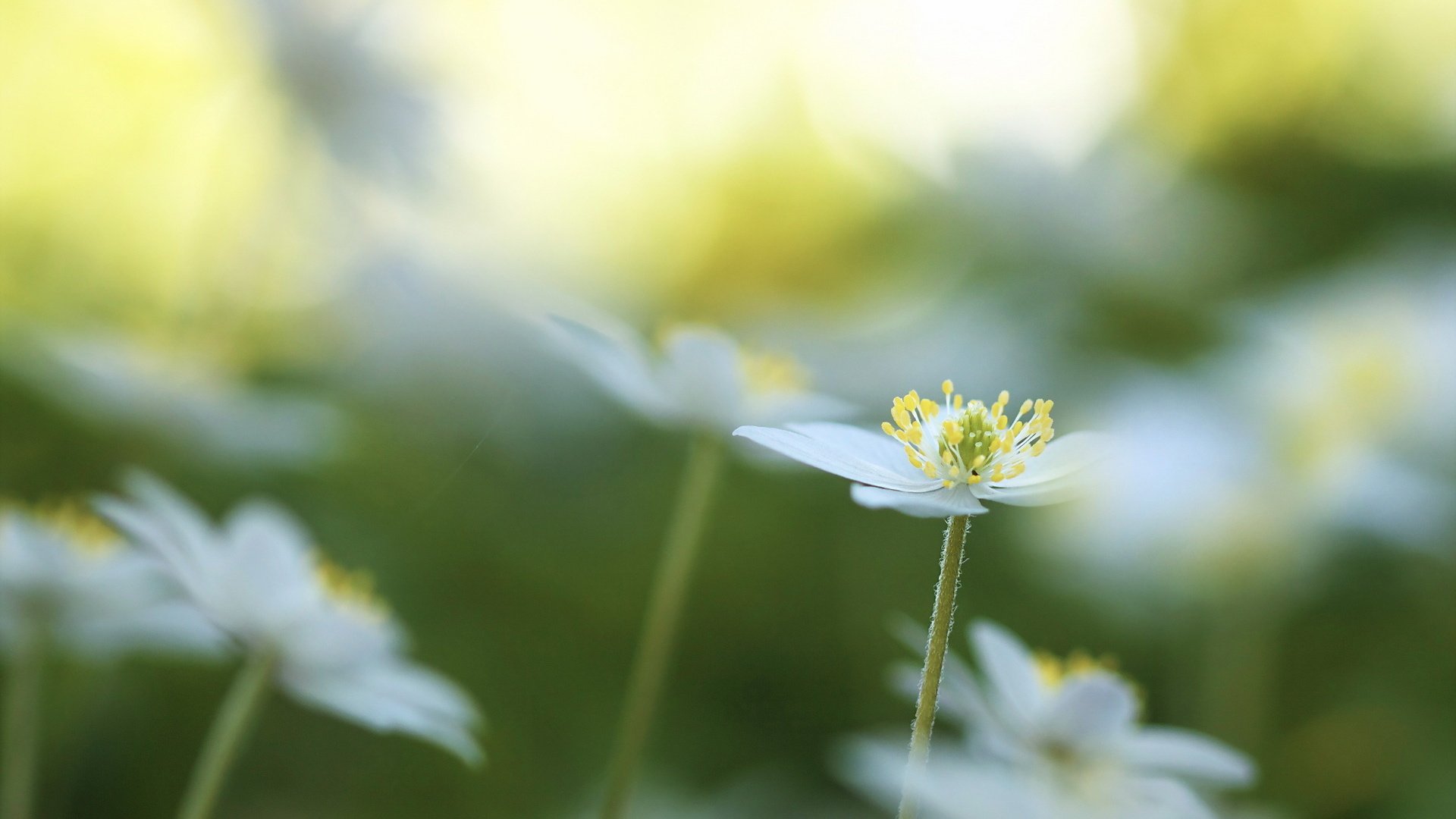 flower, Nature, Plant, Colorful, Beautiful, Flowers Wallpaper