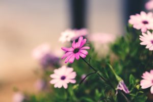flower, Nature, Plant, Colorful, Beautiful, Flowers