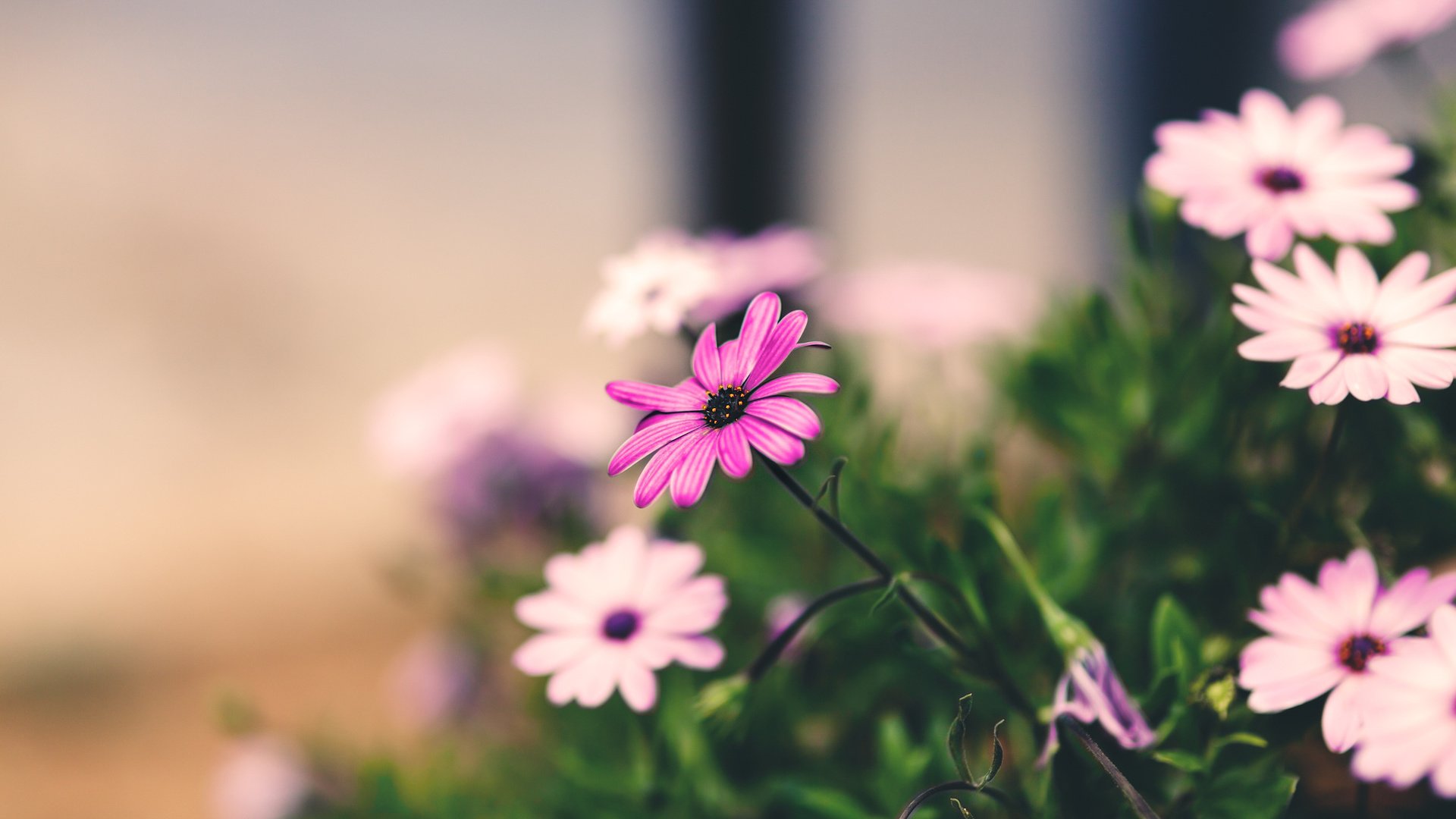 flower, Nature, Plant, Colorful, Beautiful, Flowers Wallpaper