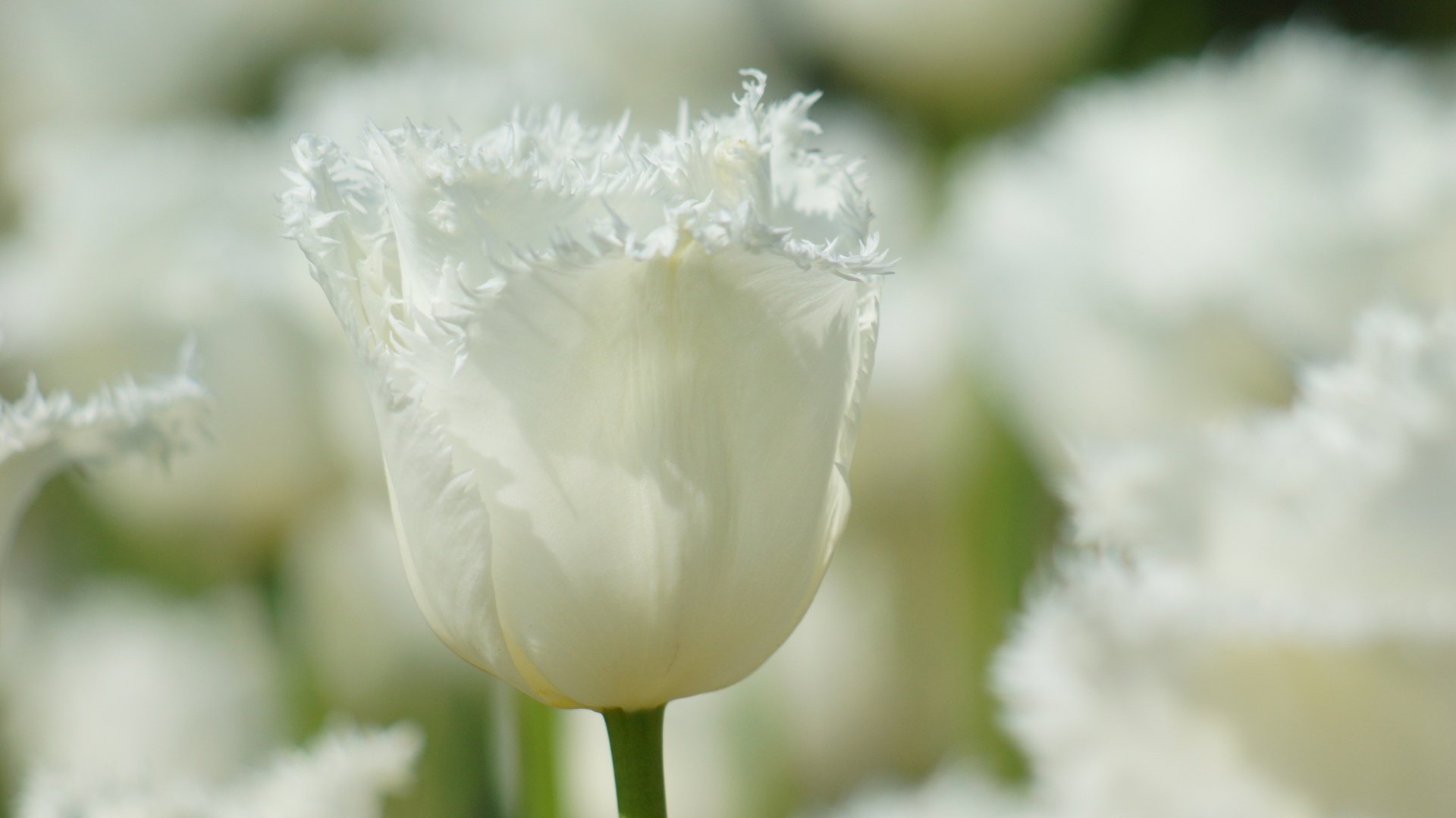 flower, Nature, Plant, Colorful, Beautiful, Flowers Wallpaper