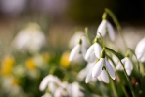 flower, Nature, Plant, Colorful, Beautiful, Flowers