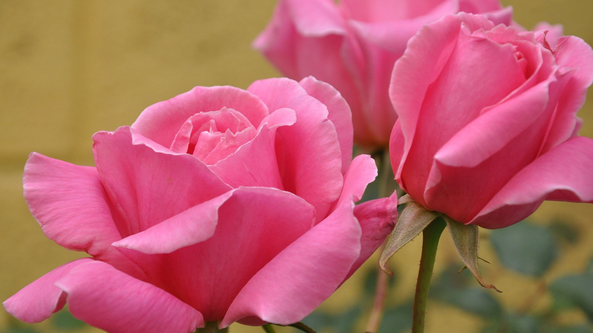 flower, Nature, Plant, Colorful, Beautiful, Flowers Wallpaper