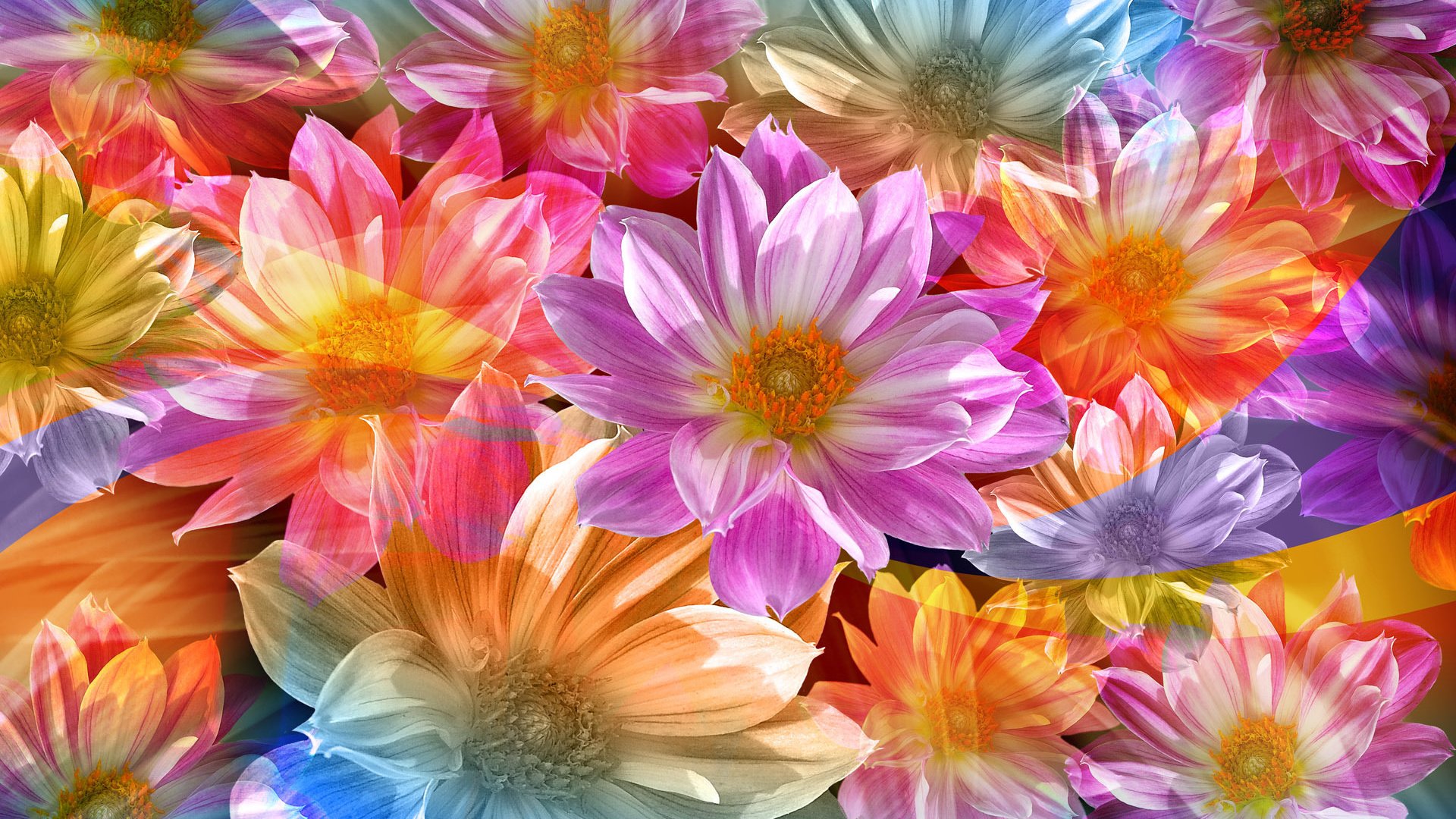 flower, Nature, Plant, Colorful, Beautiful, Flowers Wallpaper