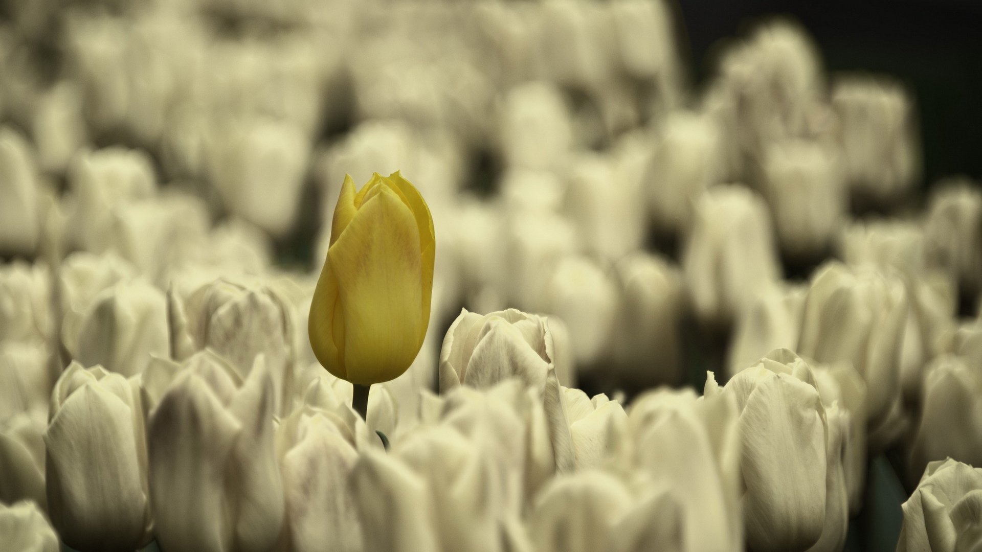 flower, Nature, Plant, Colorful, Beautiful, Flowers Wallpaper