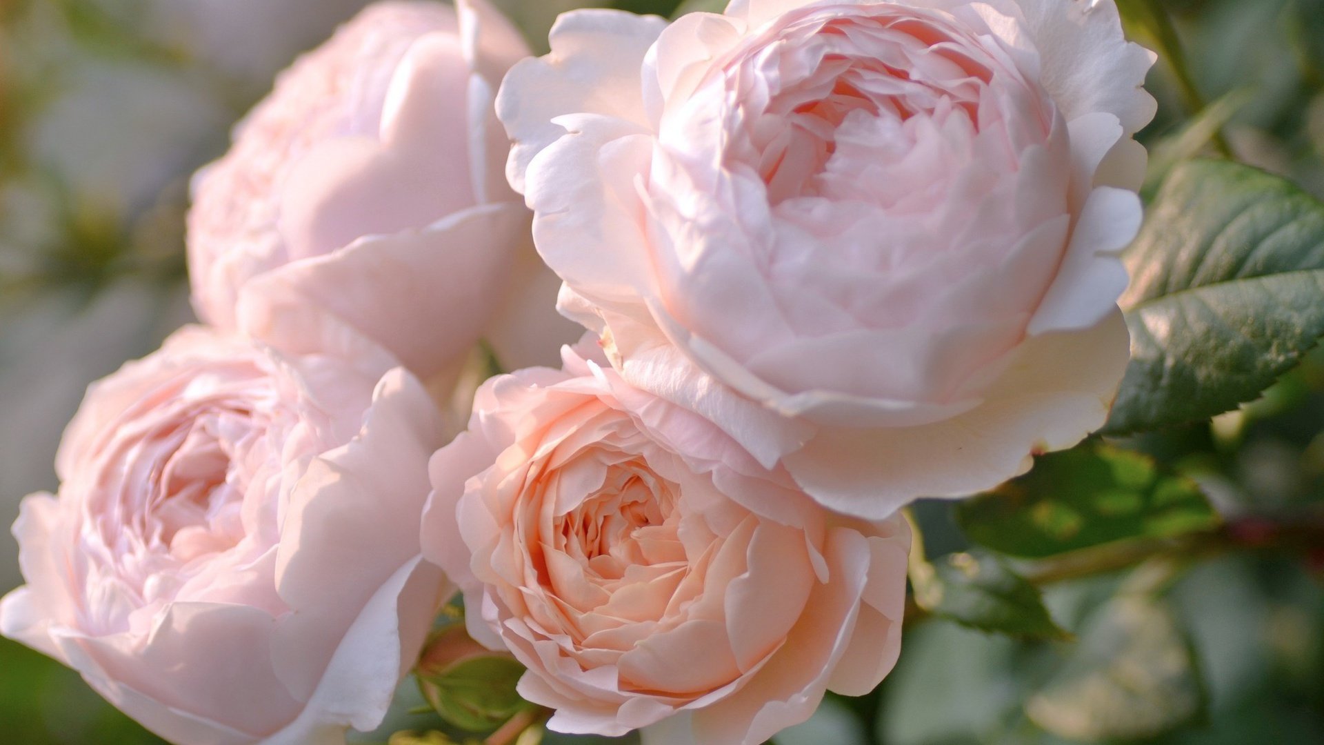 flower, Nature, Plant, Colorful, Beautiful, Flowers Wallpaper